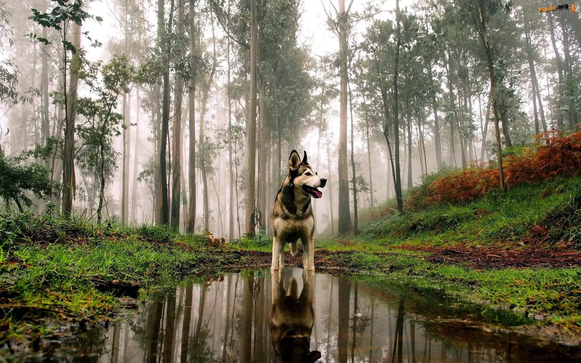 Jesień, Alaskan Malamute, Pies, Las, Kałuża