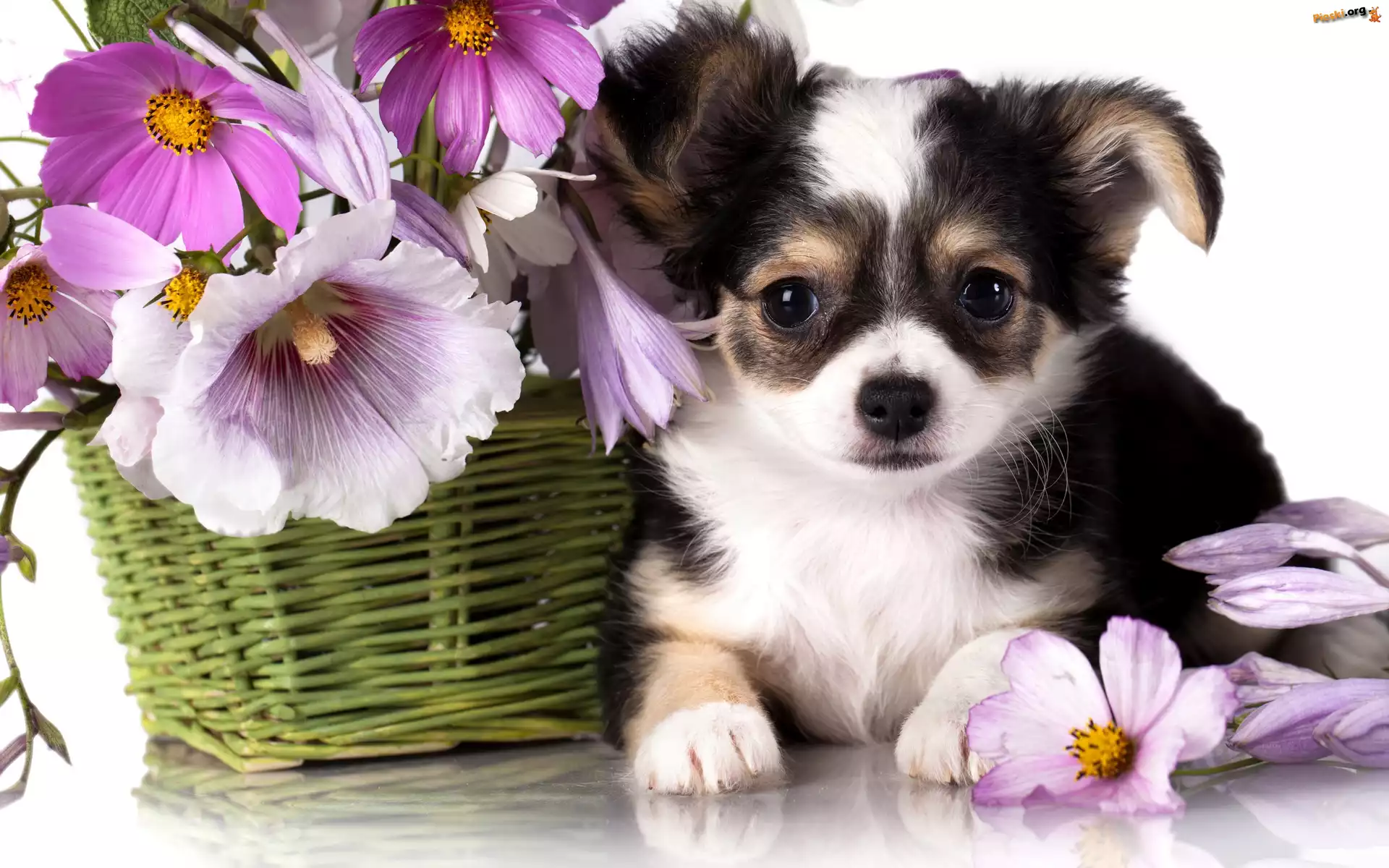Kosz, Chihuahua, Szczeniak, Kwiatki