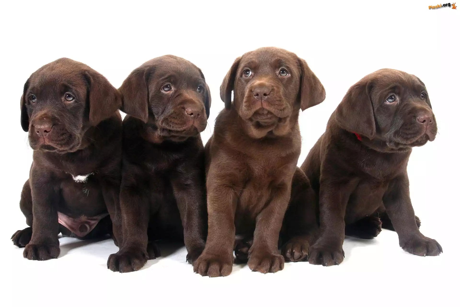 Psy, Szczeniaki, Słodkie, Labrador