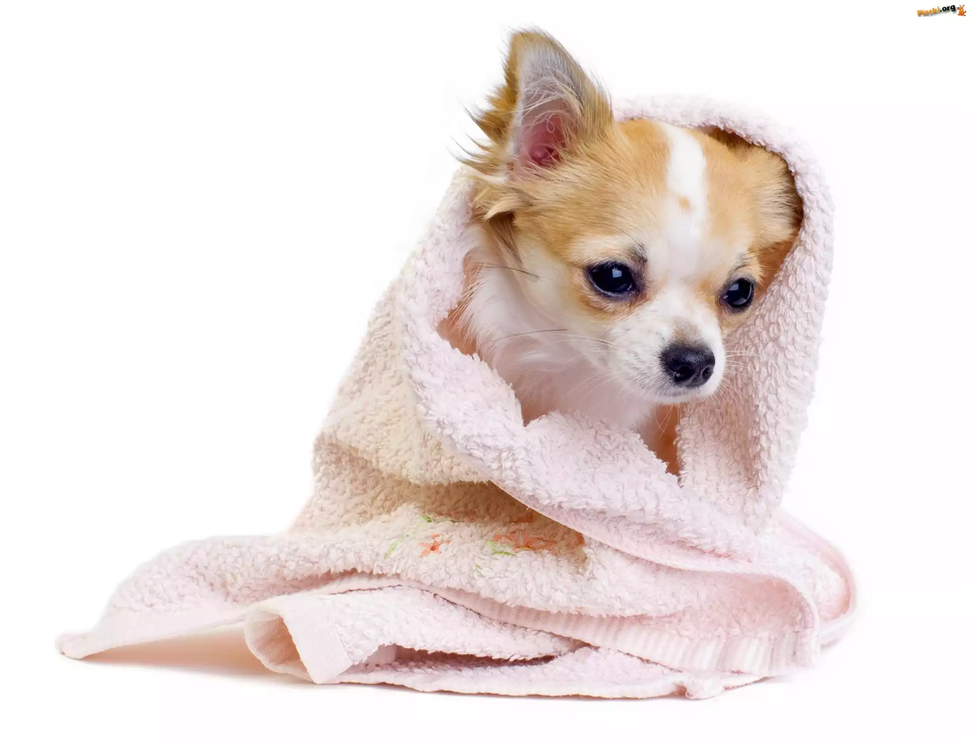 Szczeniak, Słodki, Pies, Chihuahua