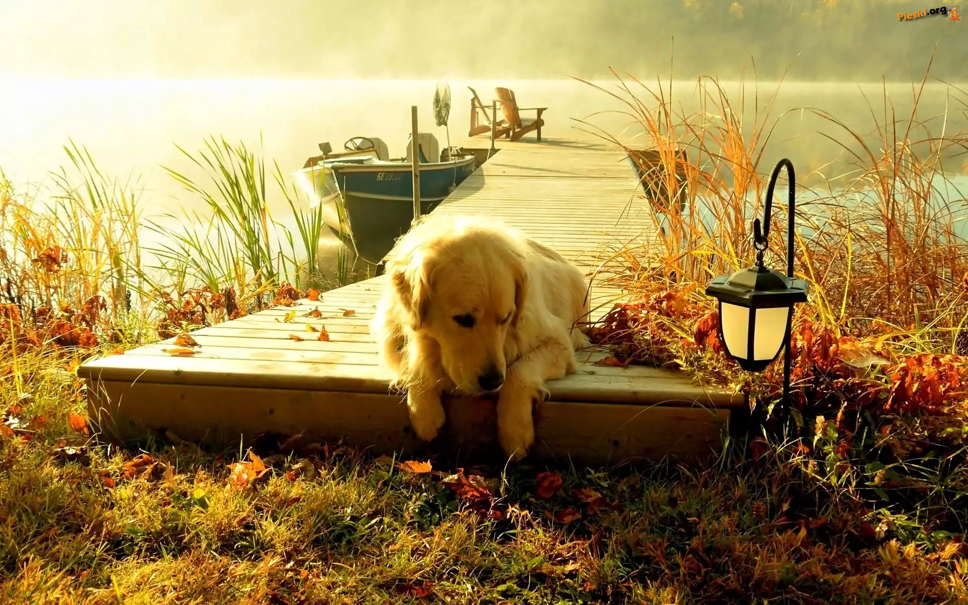 Jezioro, Golden retriever, Pies, Pomost, Mgła