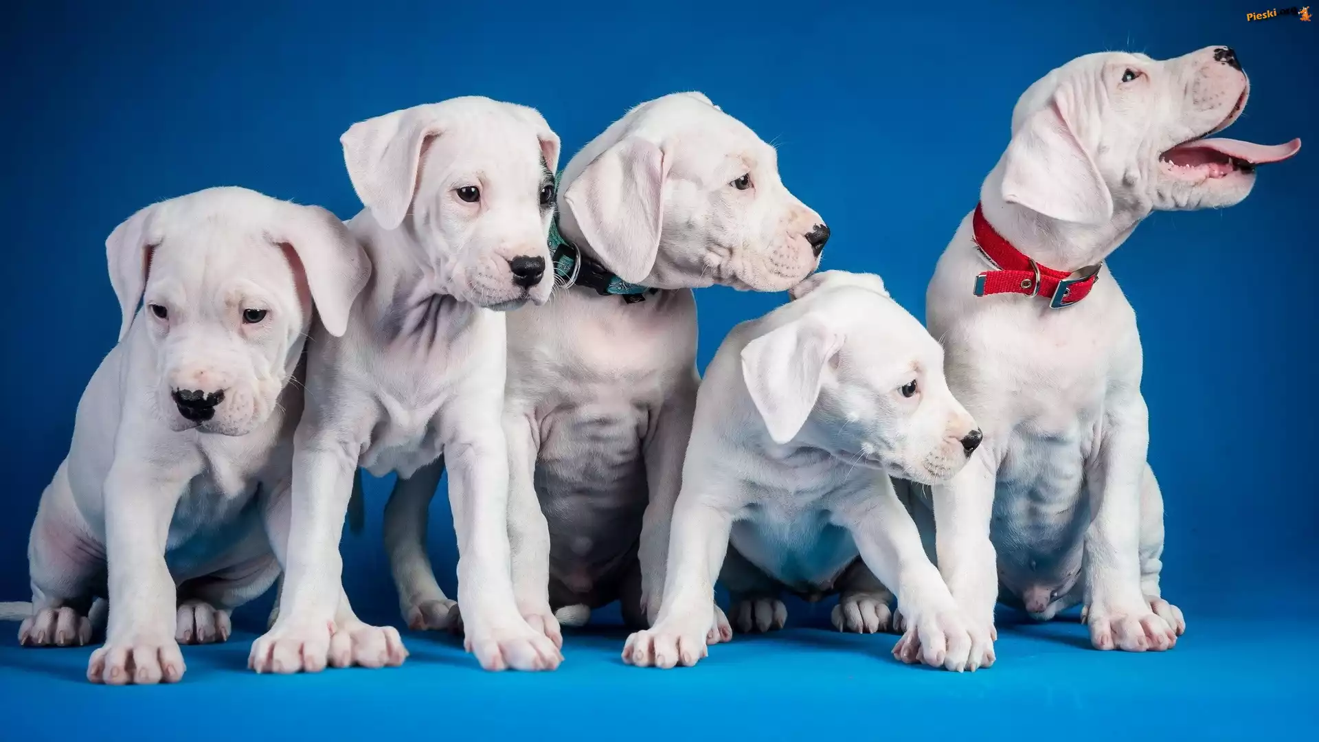 Szczeniaki, Psy, Białe, Pit Bull Terrier
