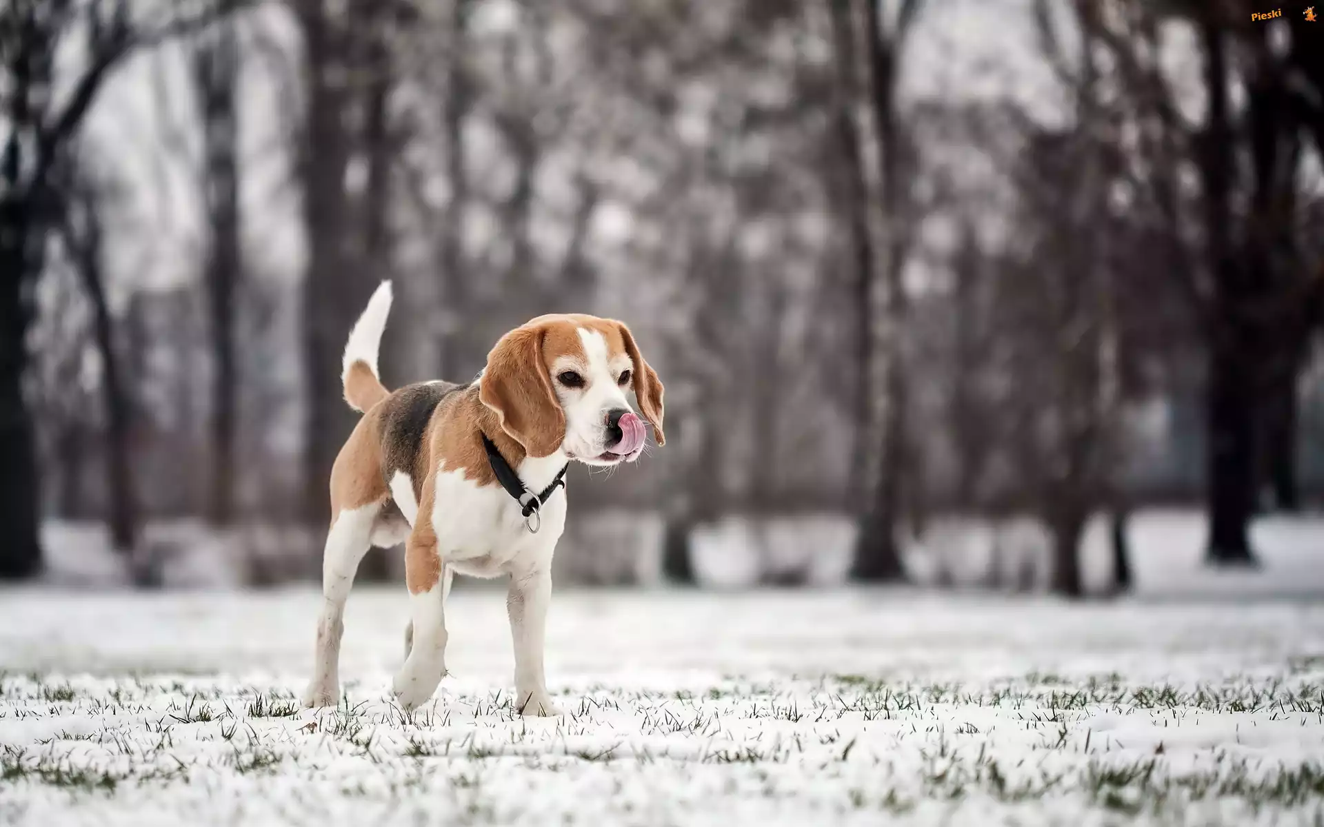 Zima, Beagle, Drzewa, Rozmycie