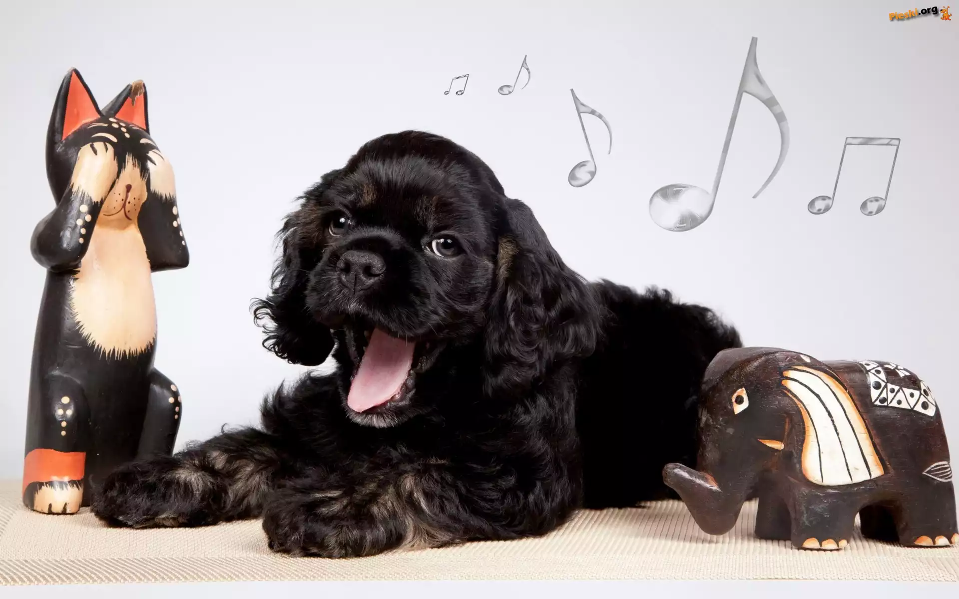 Cocker spaniel, Pies, Szczeniak, Nutki