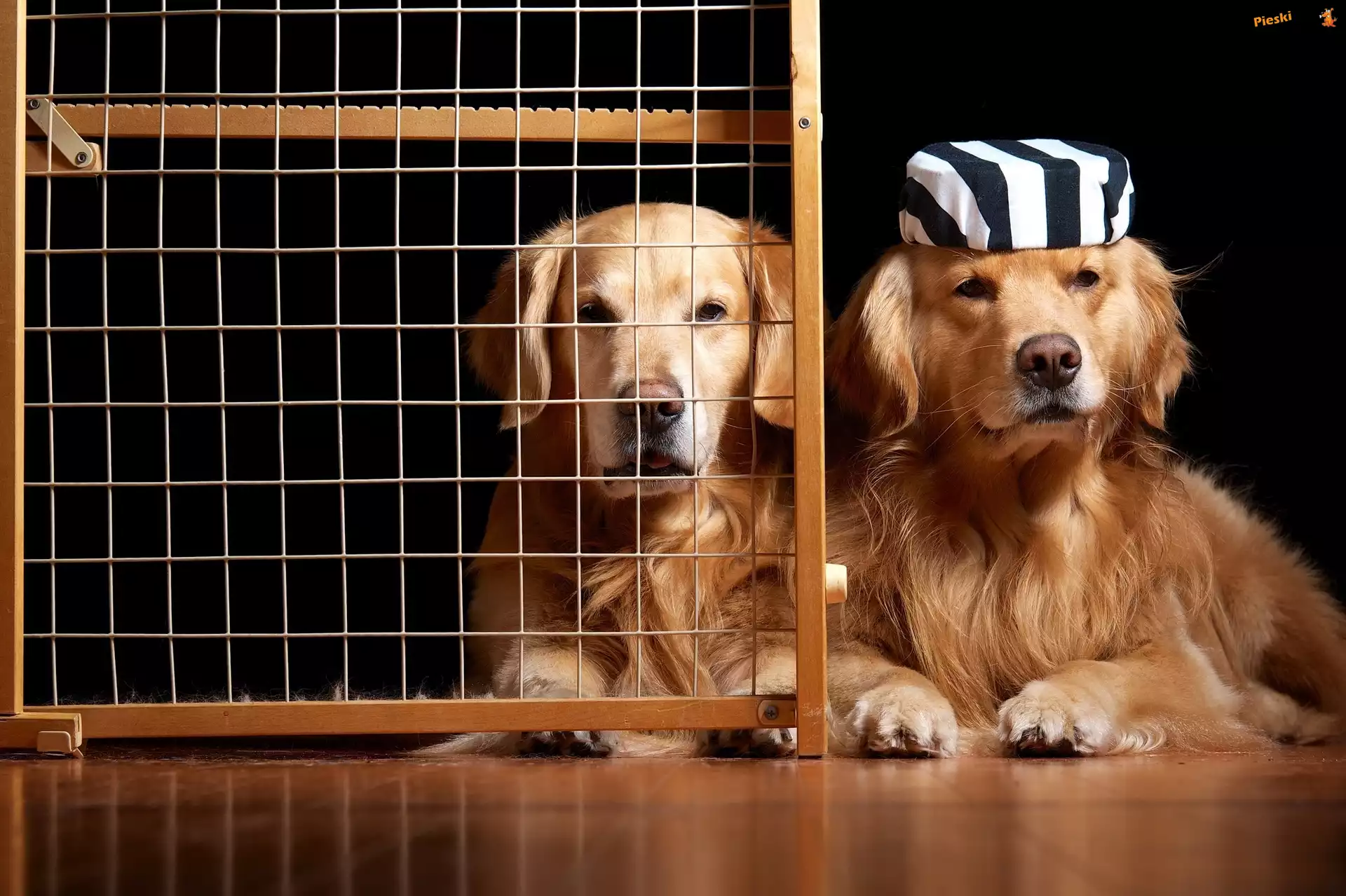 Golden Retriever, Dwa, Pieski, Krata