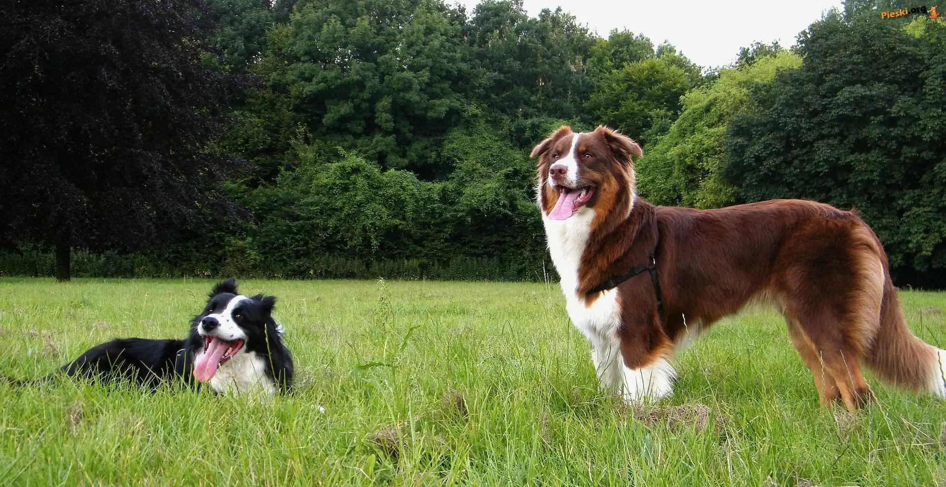 Border Collie