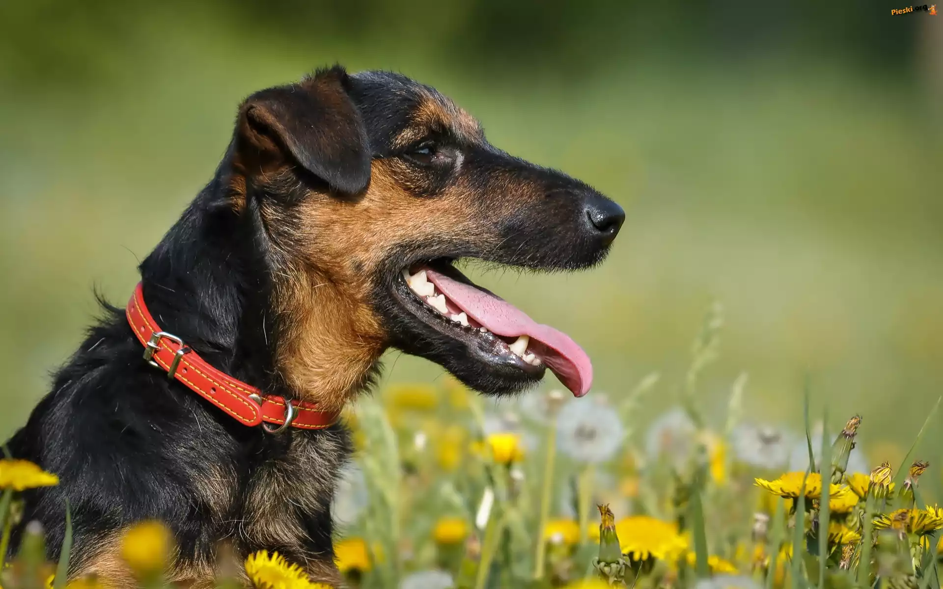 Język, Terrier, Obroża, Łąka