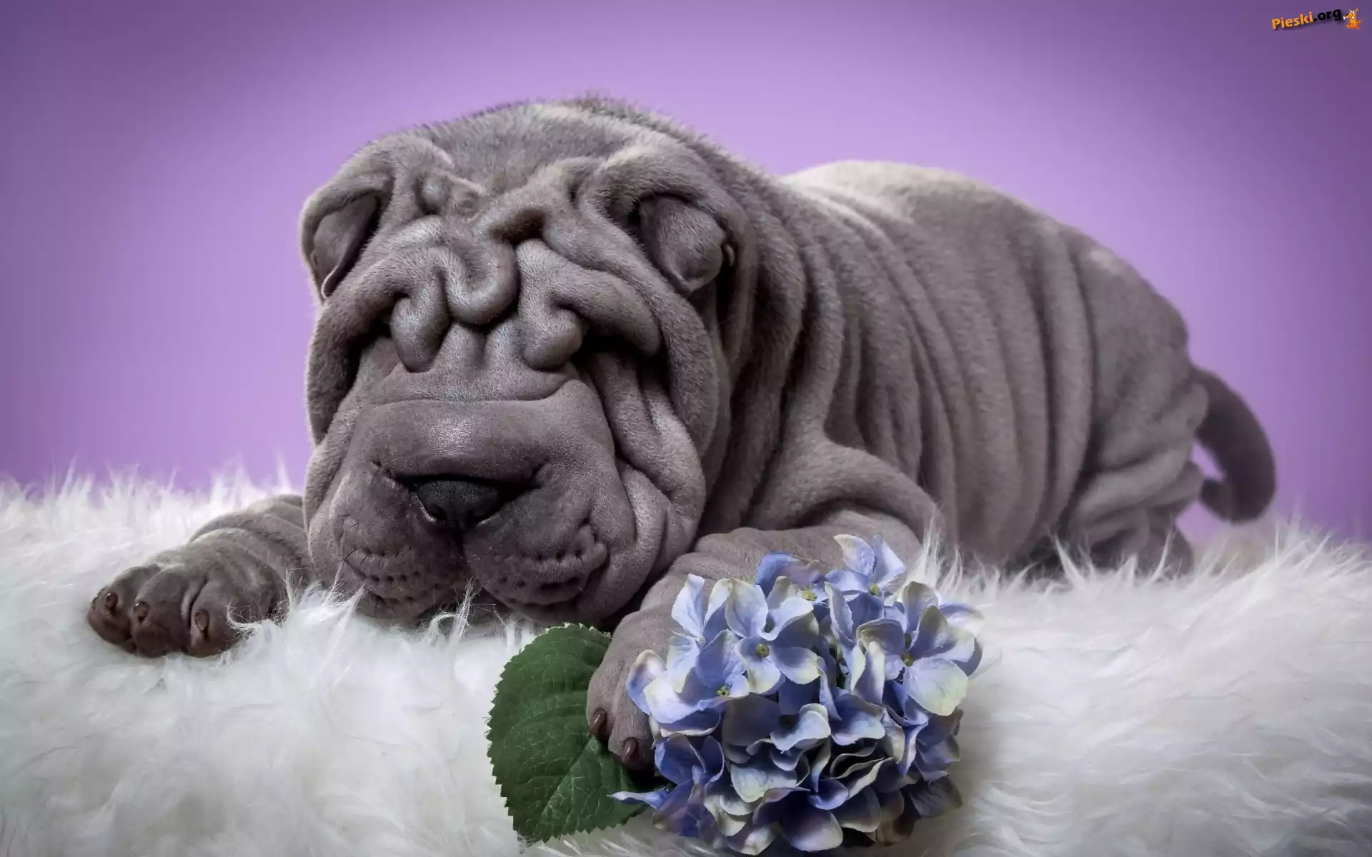 Kwiat, Pies, Shar Pei, Hortensja