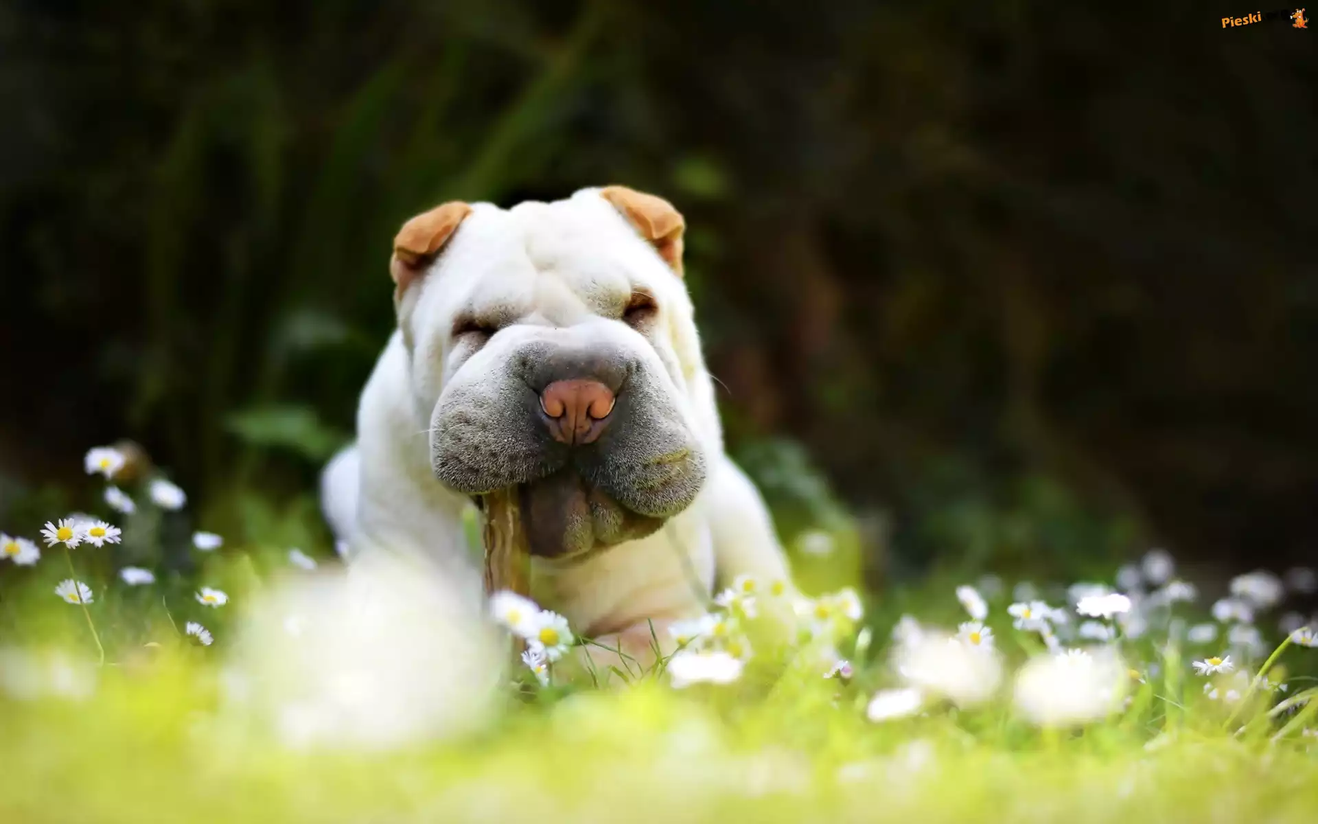 Kwiaty, Shar Pei, Pies, Białe, Stokrotki