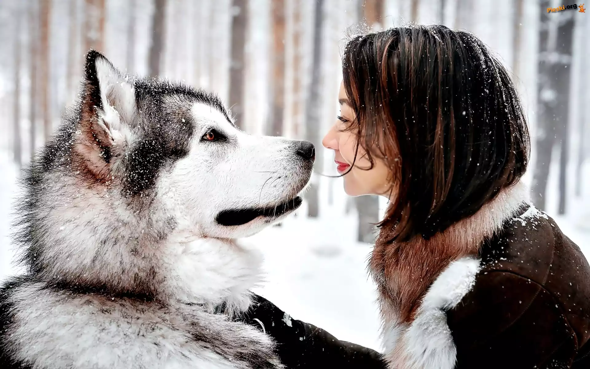 Kobieta, Pies, Husky, Śnieg