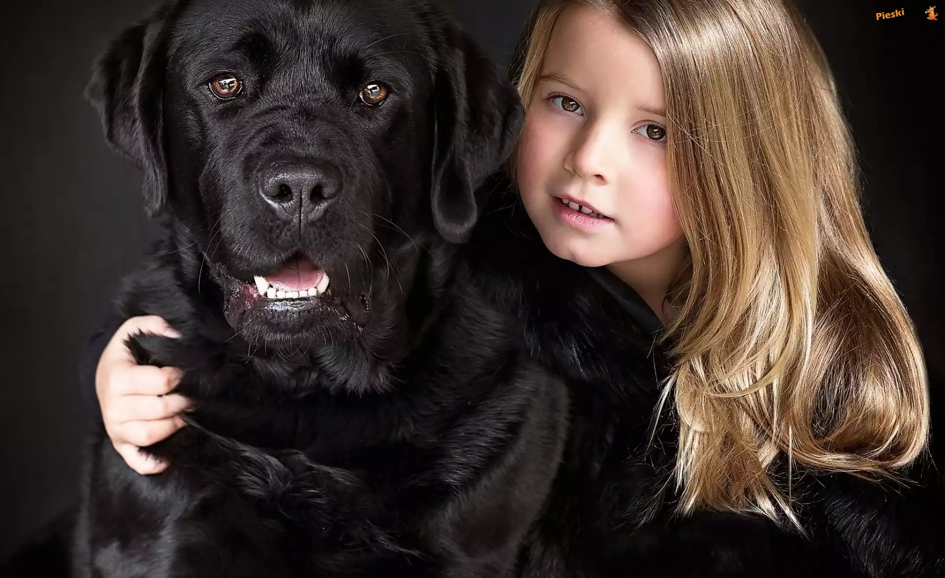 Pies, Mała, Dziewczynka, Labrador Retriever