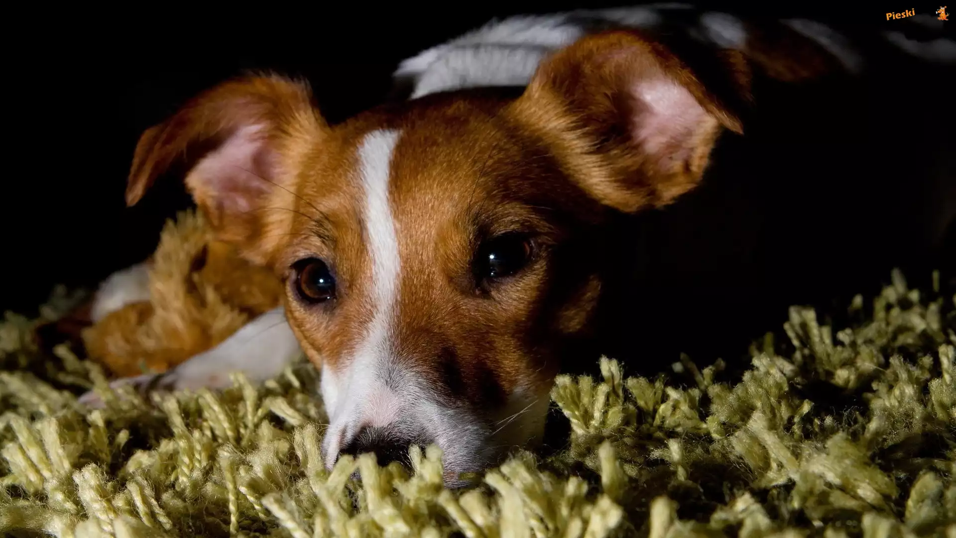 Pies, Jack Russell terrier, Dywan