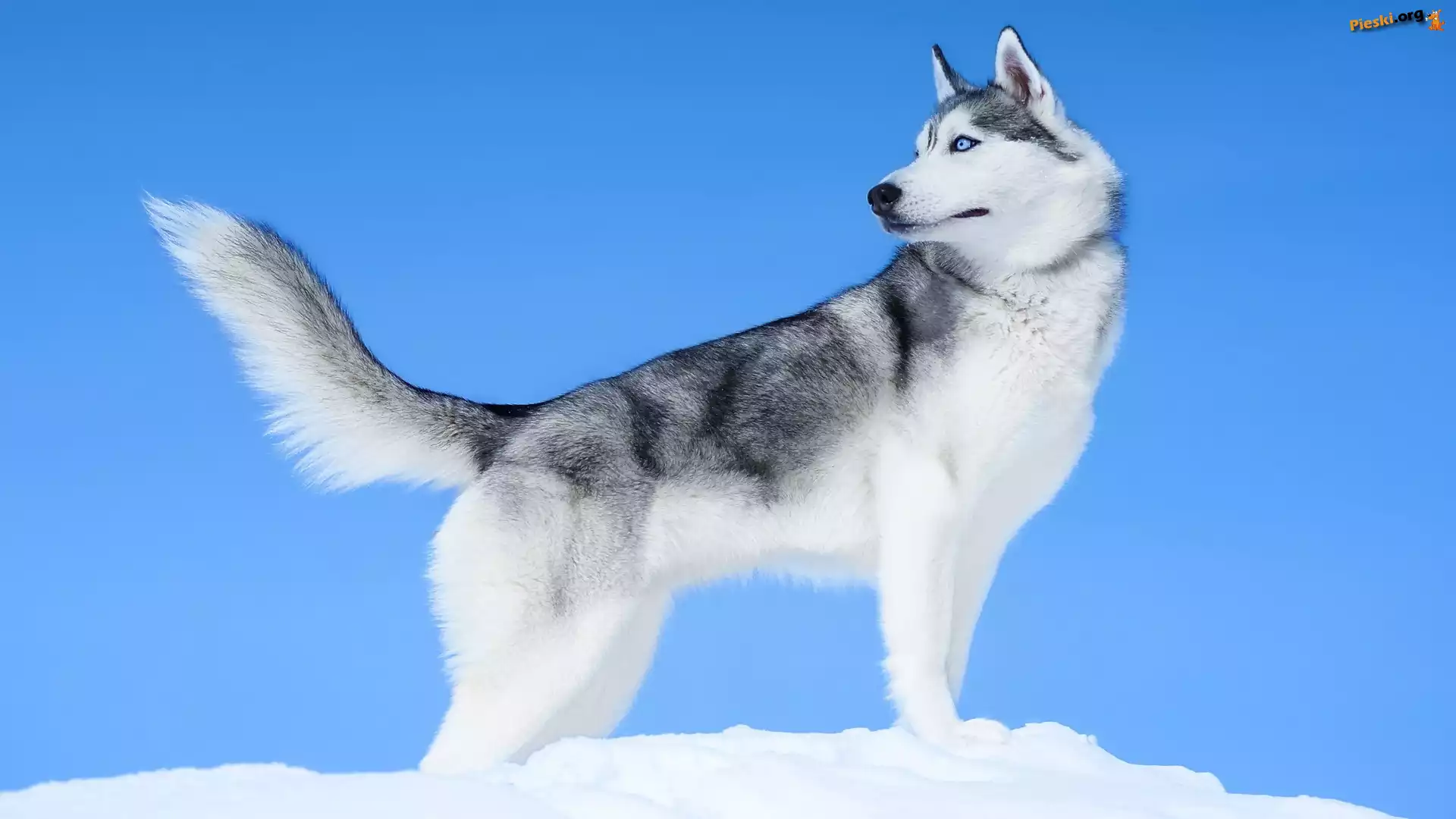 Pies, Siberian Husky