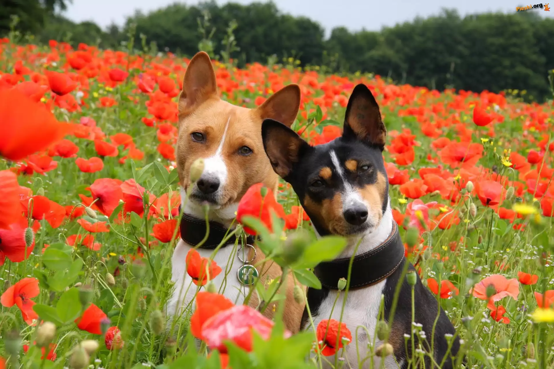 Pieski, Maki, Łąka, Dwa, Basenji