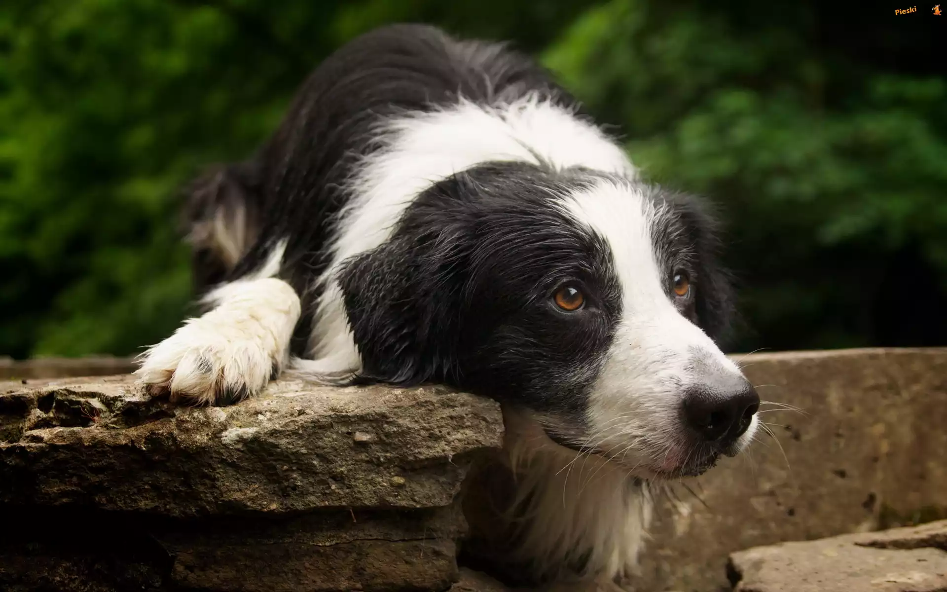 Biało, Oczy, Brązowe, Czarny, Pies, Border Collie