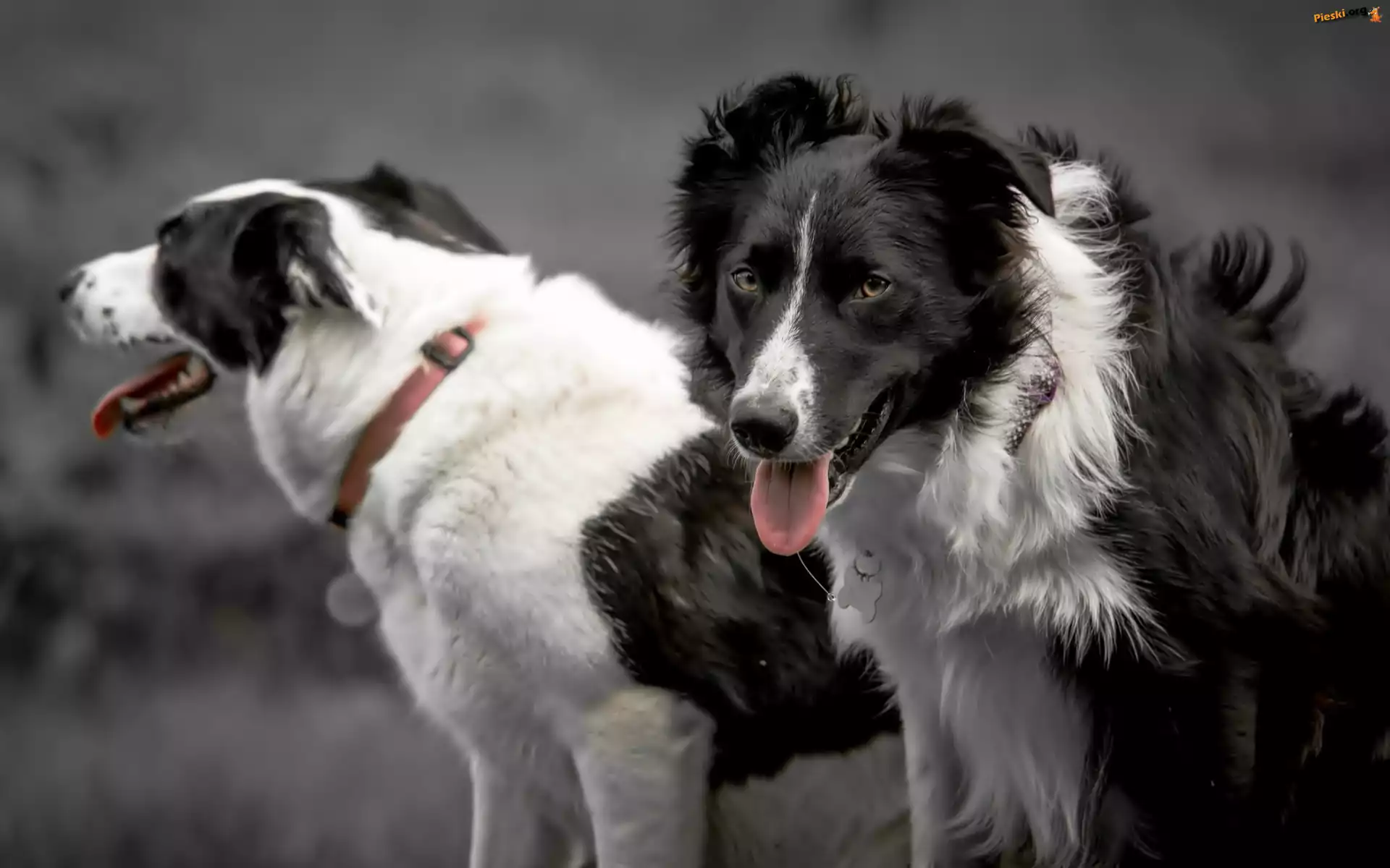 Psy, Border Collie