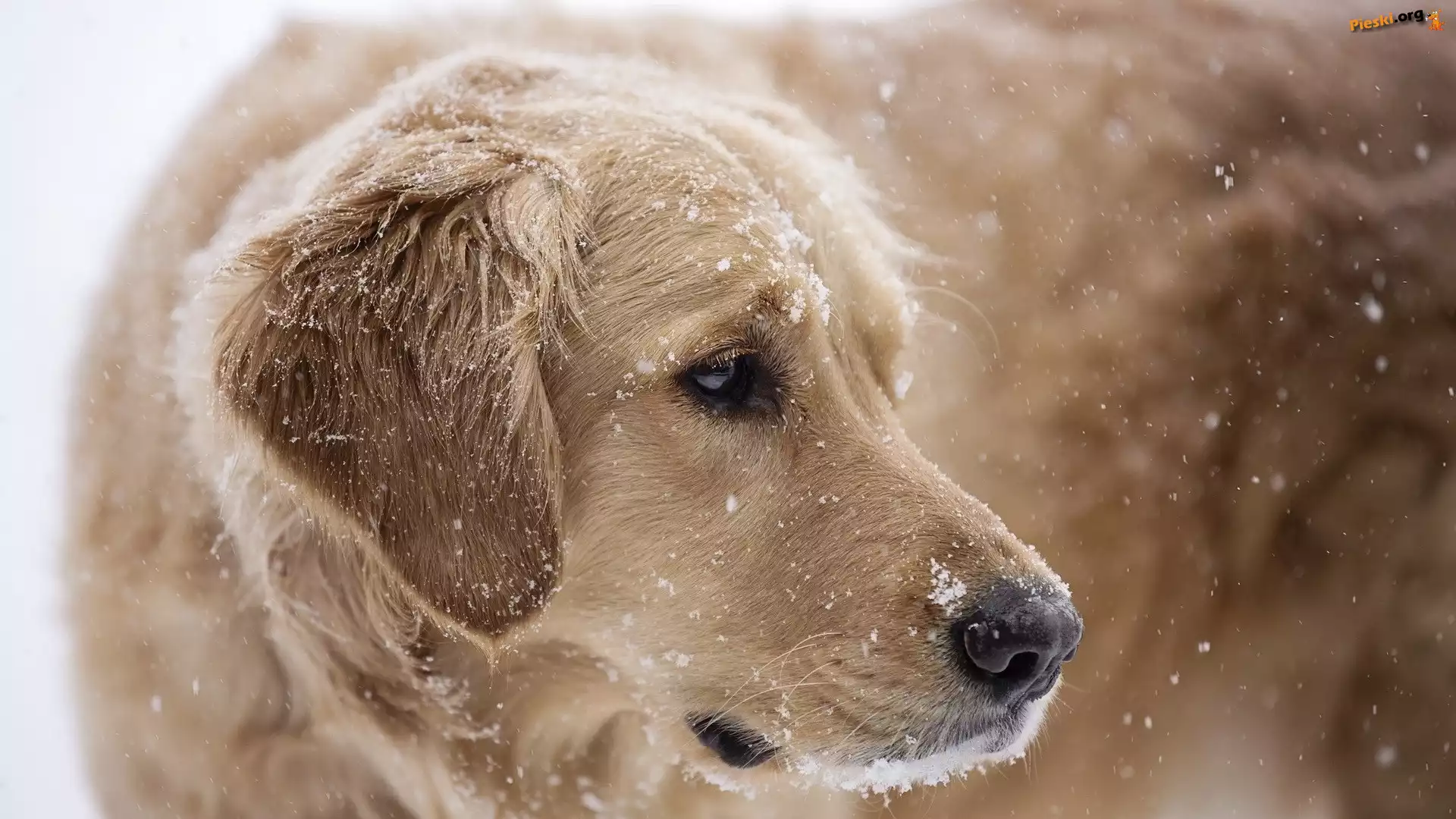 Zwierzęta, Pies, Golden Retriever