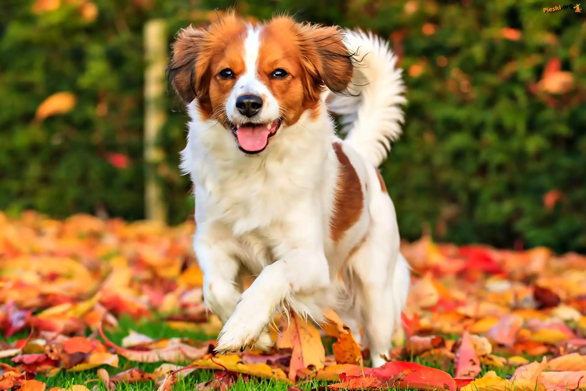 Jesień, Płochacz holenderski, Kooikerhondje, Liście
