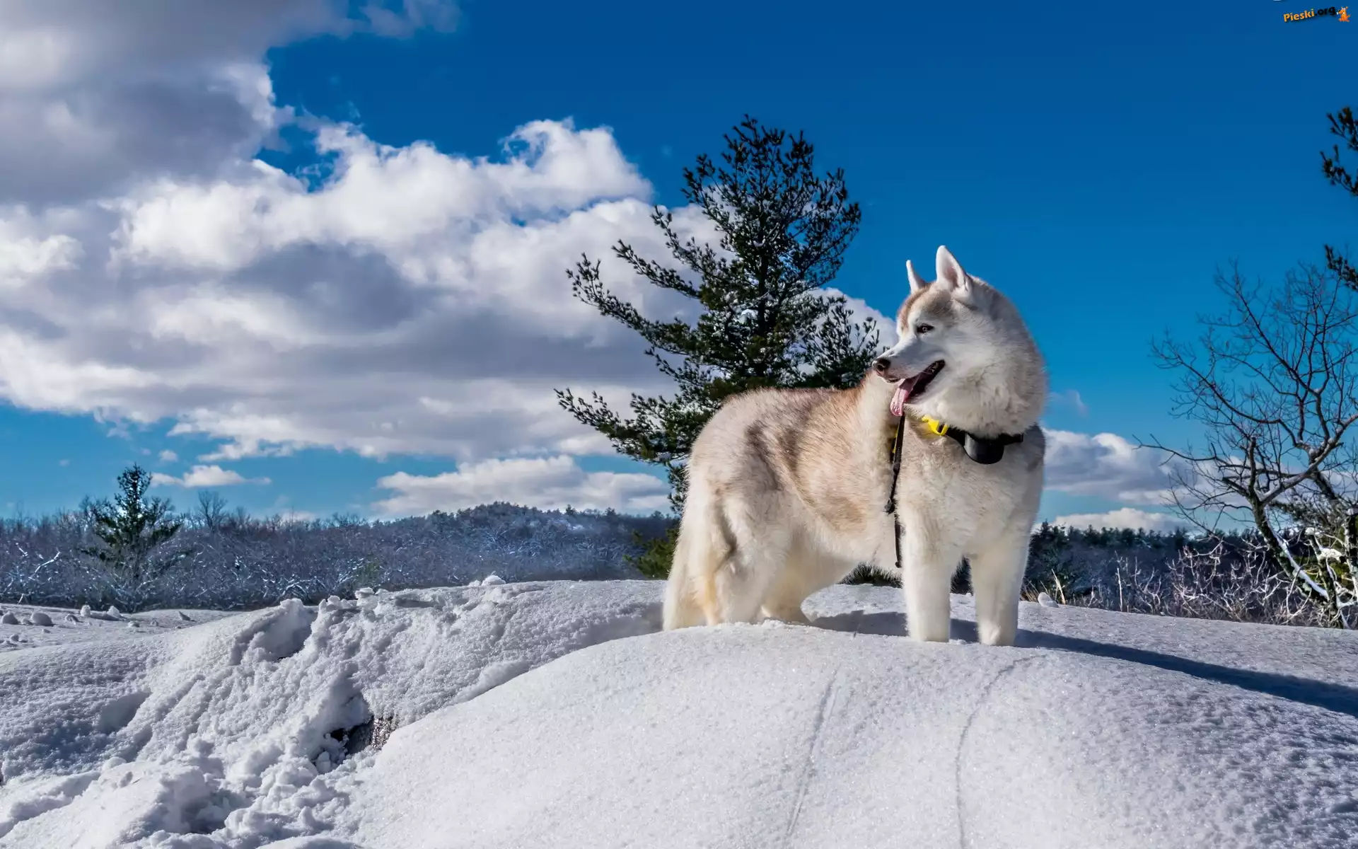 Zima, Siberian Husky, Pies, Krajobraz