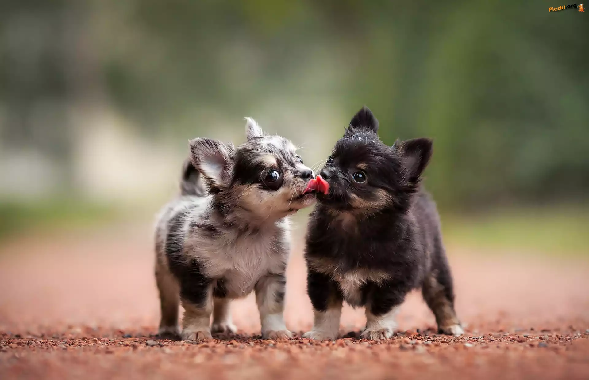 Słodkie, Chihuahua, Pieski, Szczeniaczki