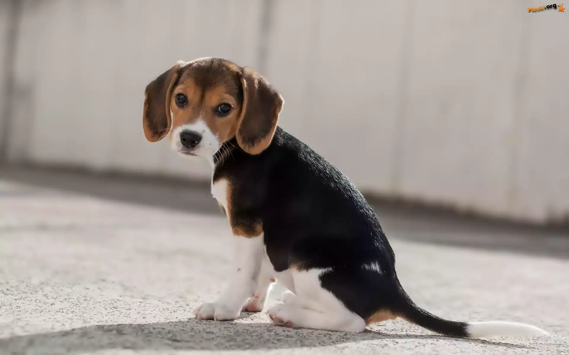 szczeniak-beagle