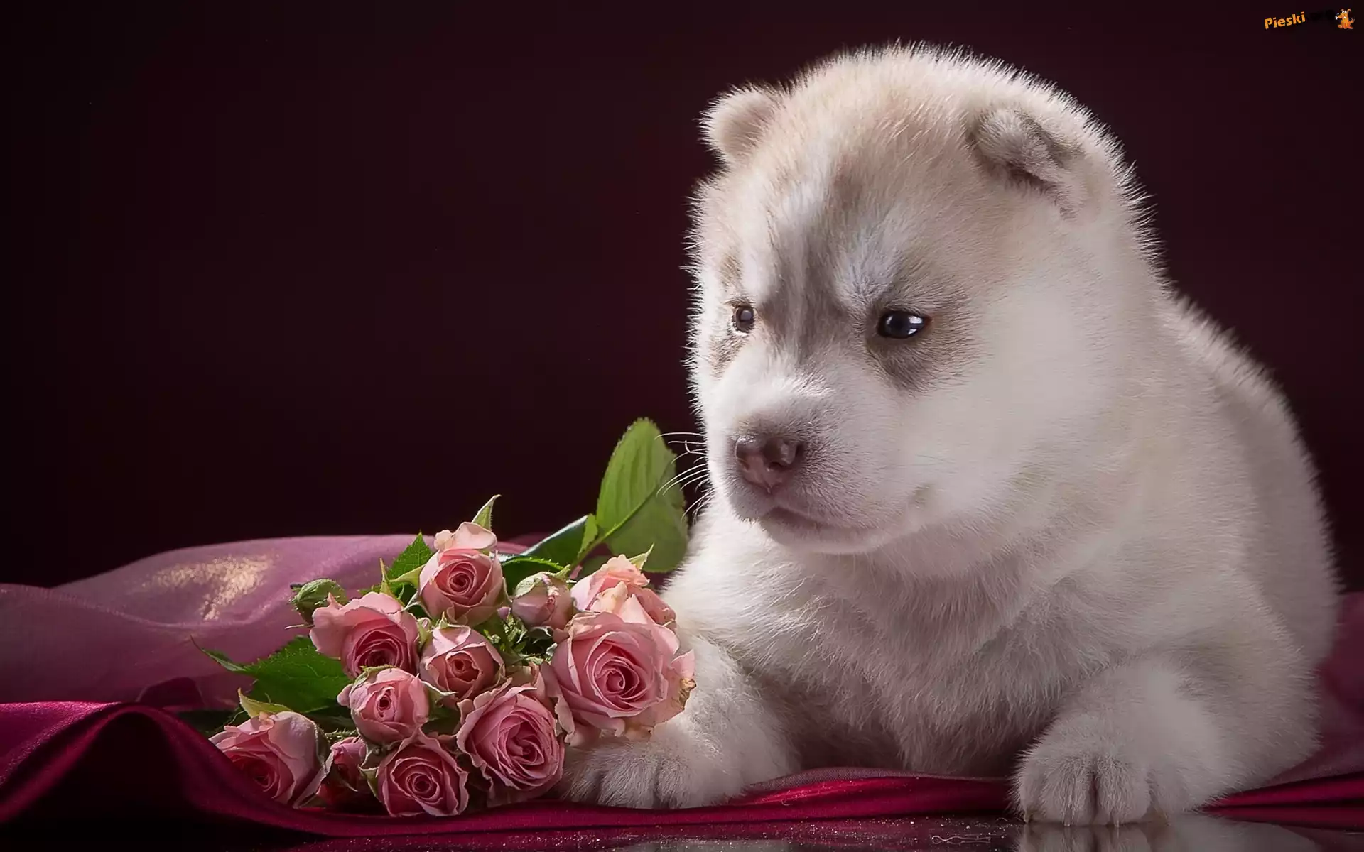 Kwiaty, Szczeniak, Husky, Róże