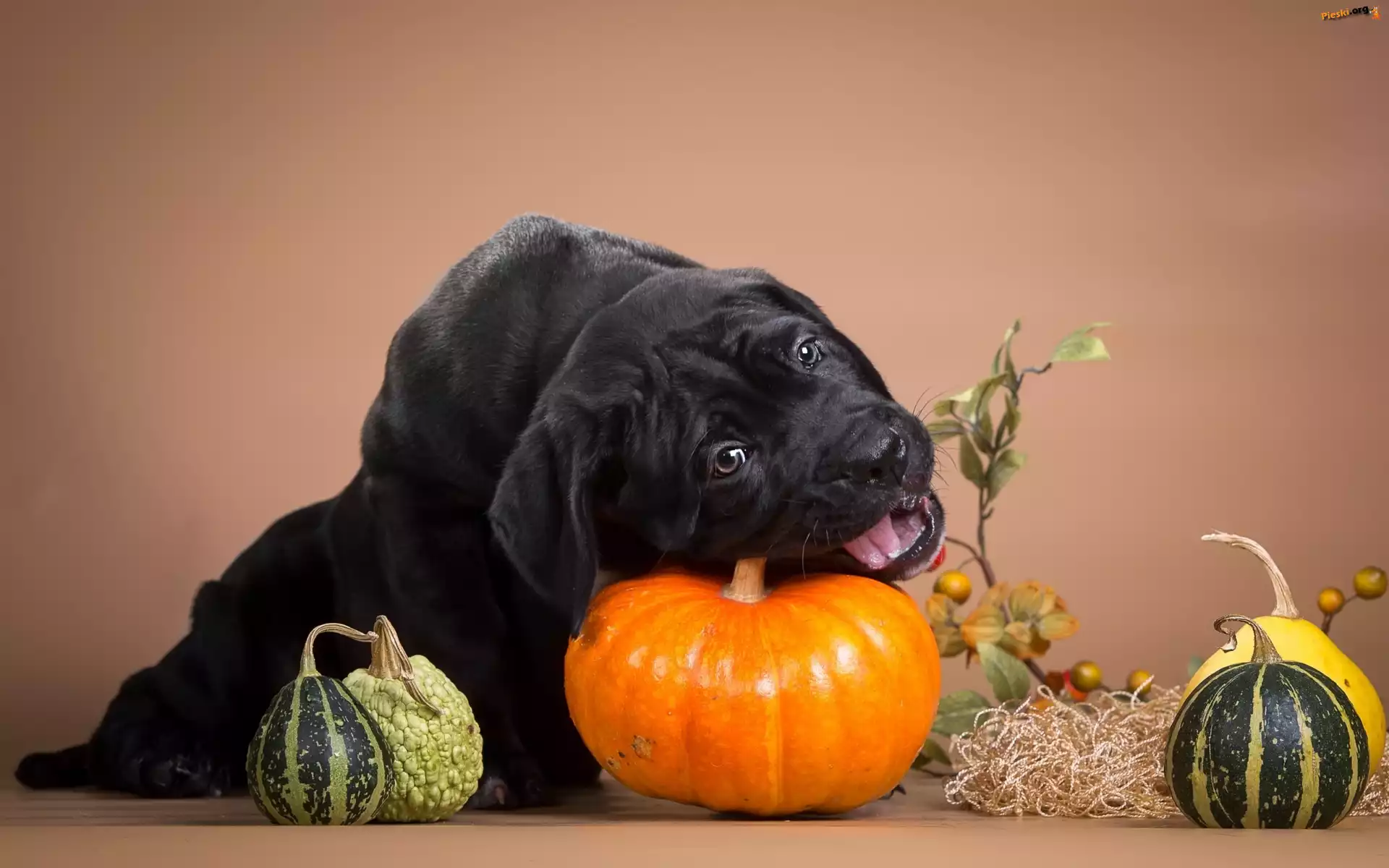 Dynie, Pies, Szczeniak, Cane Corso
