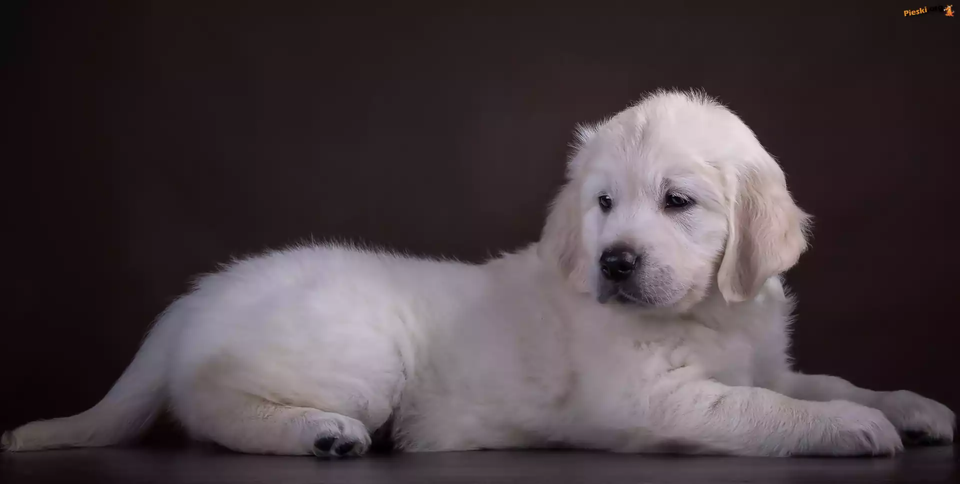 Szczeniaczek, Golden, Retriever, Biały
