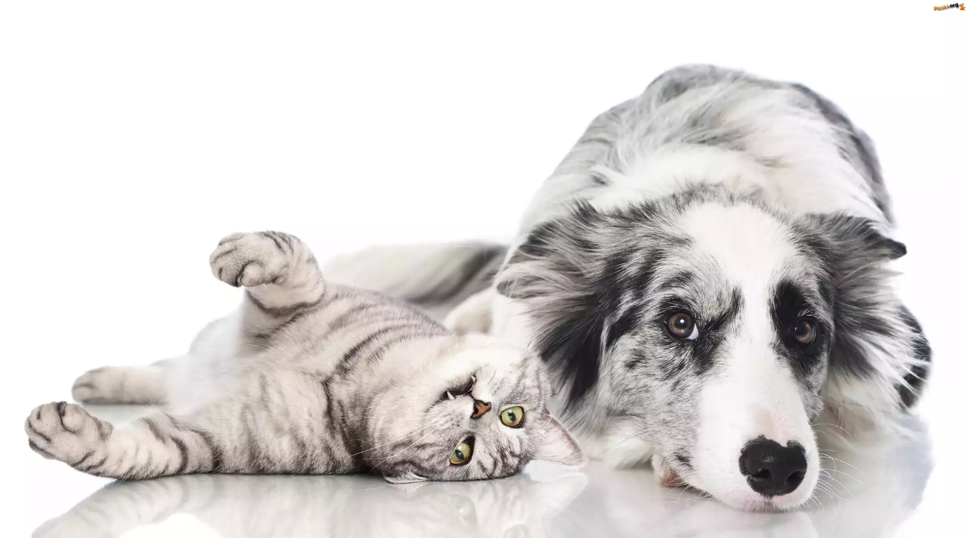 Kot, Owczarek australijski-australian shepherd