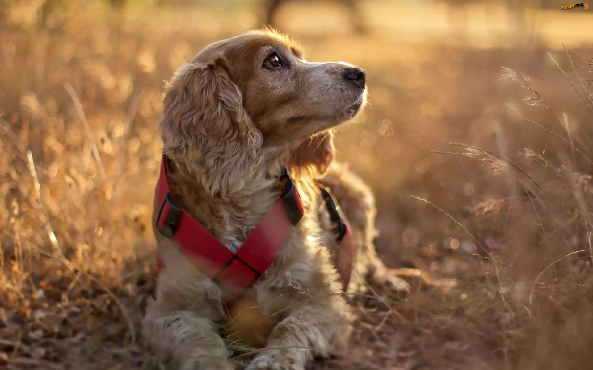 Trawy, Pies, Suche, Cocker spaniel angielski