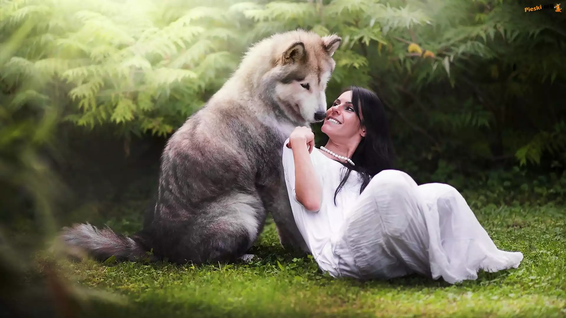Pies, Siberian Husky, Brunetka