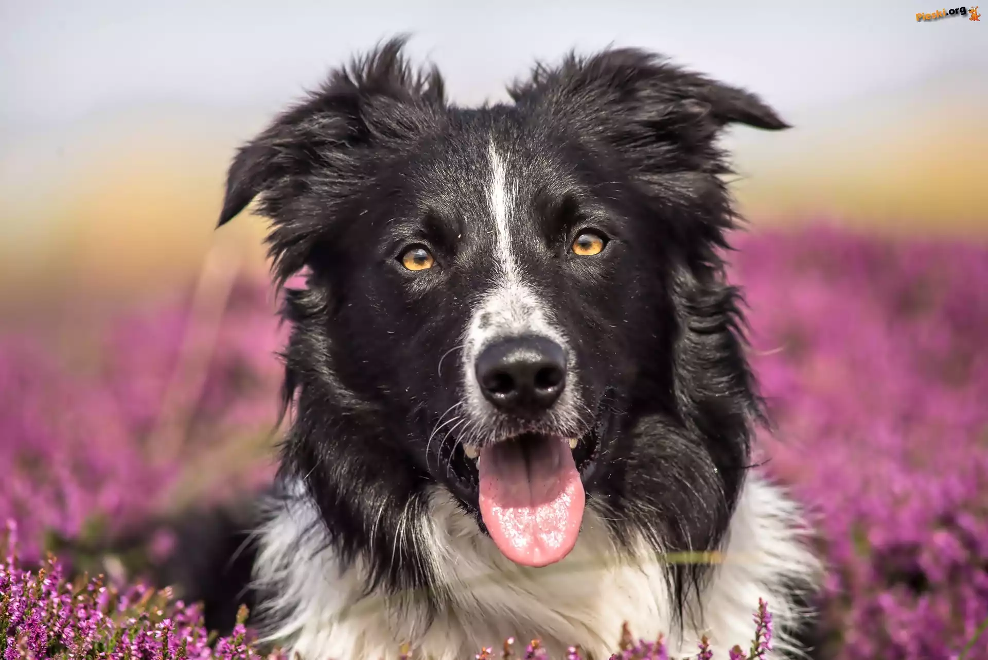 Border Collie, Pies
