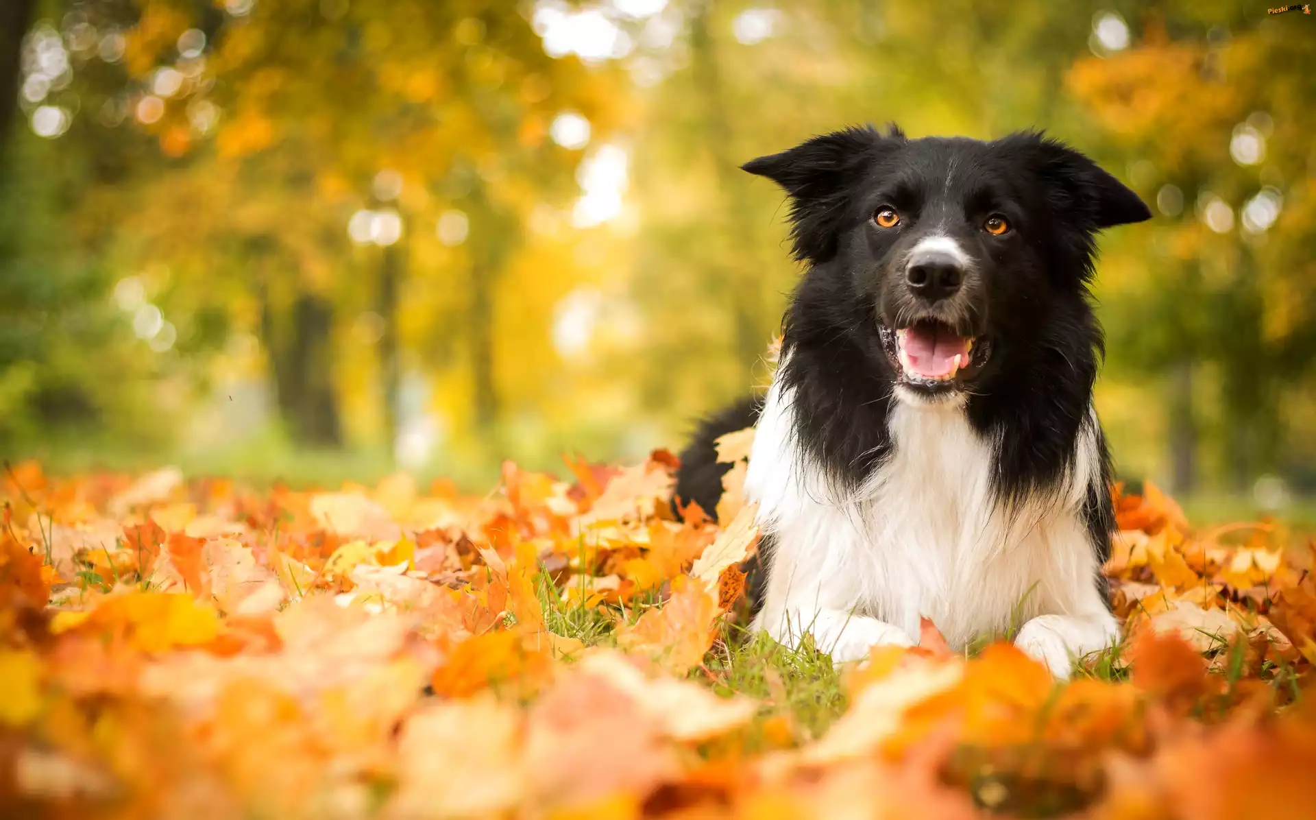 Jesień, Pies, Border Collie