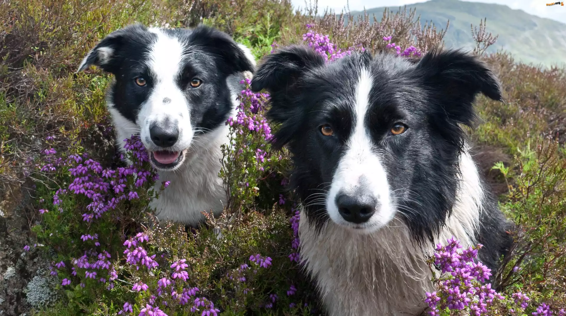 Border Collie, Dwa, Psy, Kwiaty