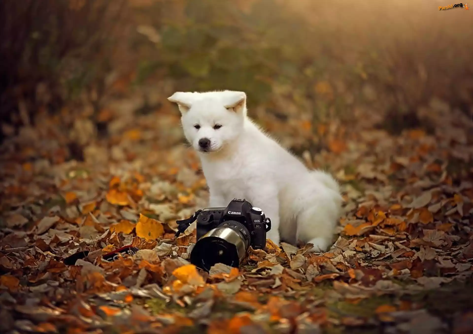 Aparat, Mały, Fotograficzny, Łąka, Szczeniaczek, Liście, Jesień