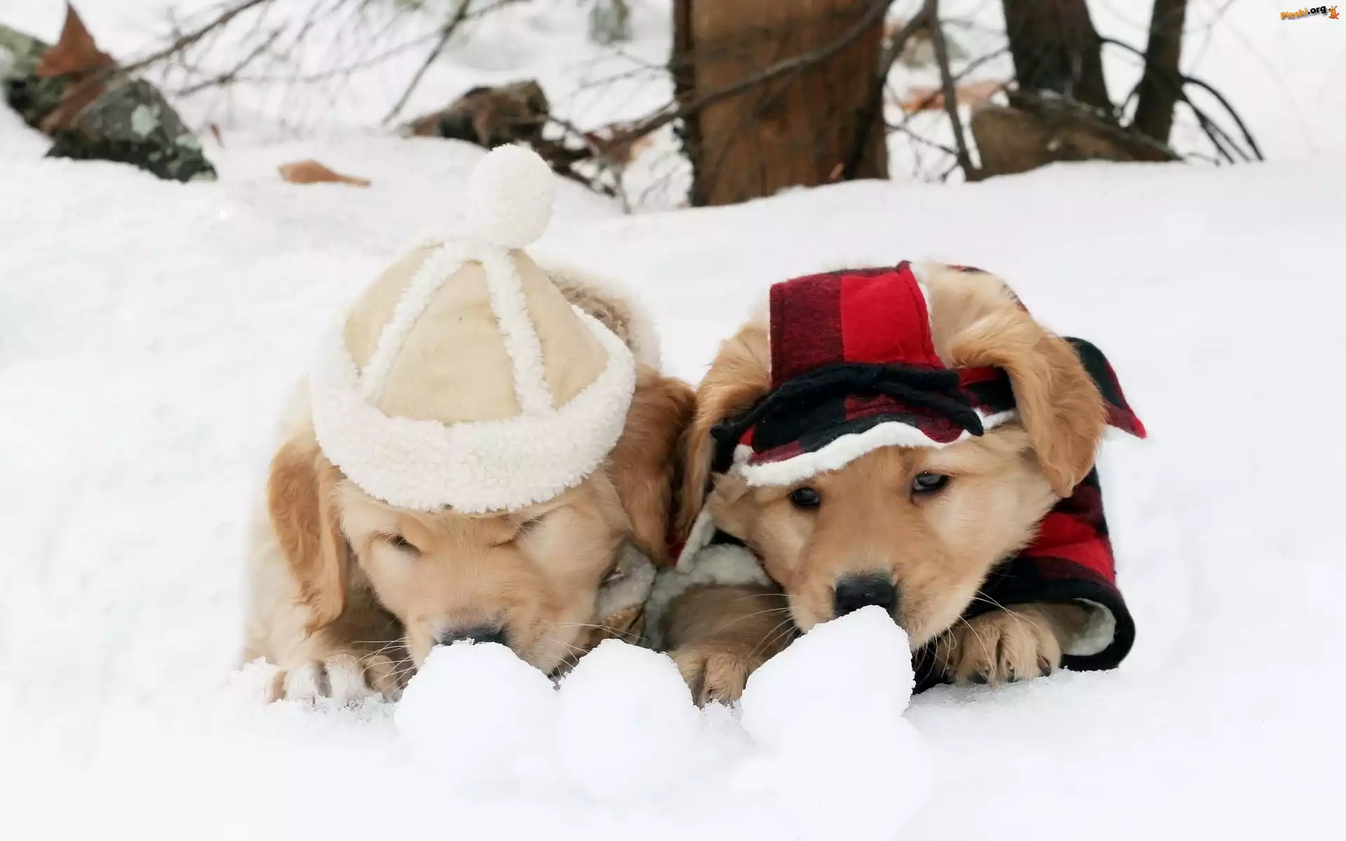 Szczeniaki, Śnieg, Zima, Psy, Golden Retriever