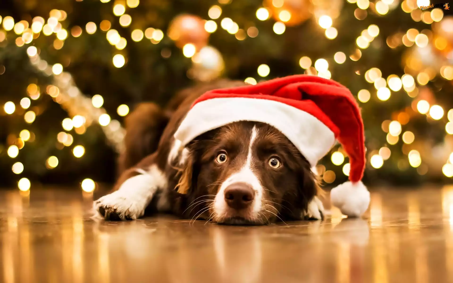 Czapka, Pies, Leżący, Border collie, Mikołaja