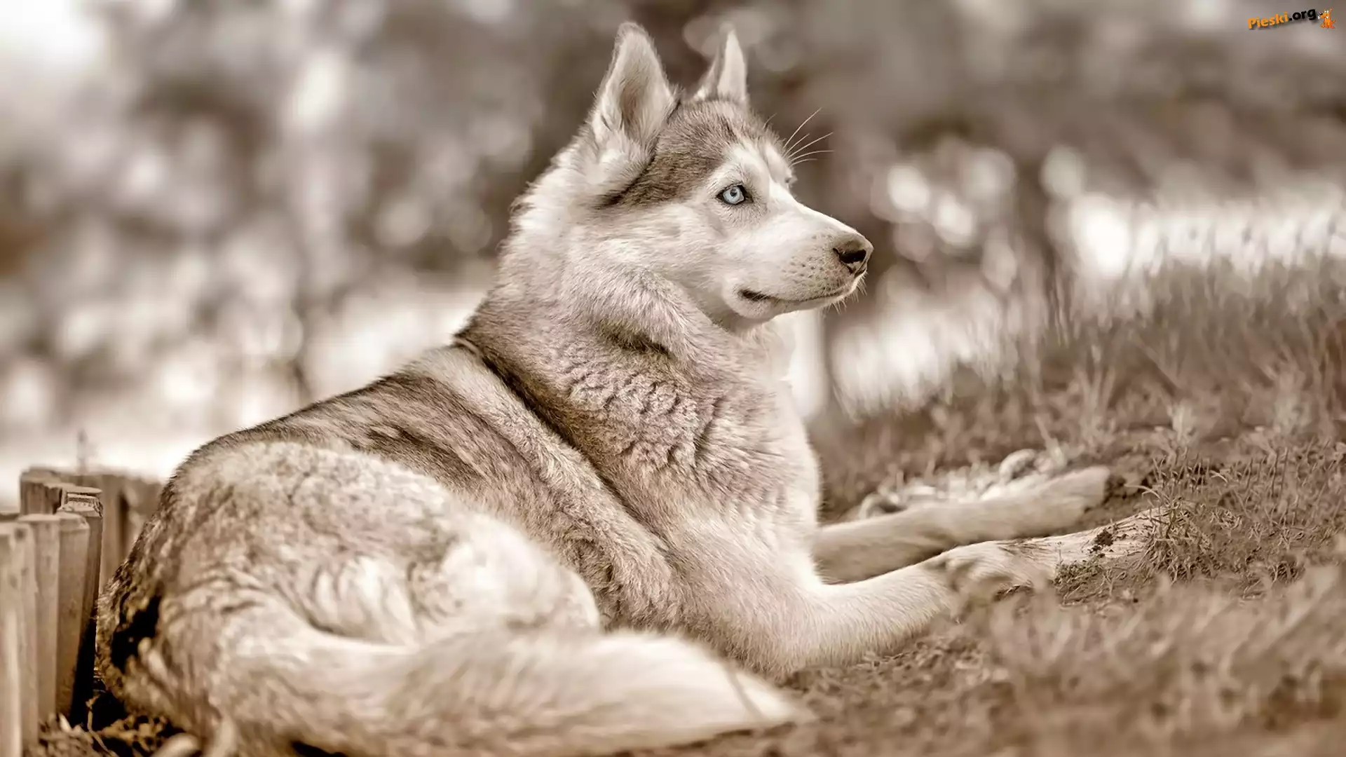 Białe, Husky, Siberian, Czarno, Rozmycie