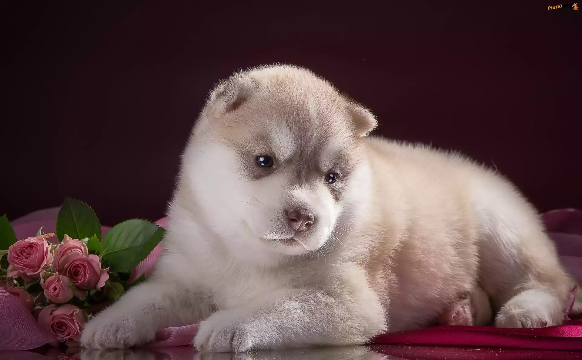 Szczeniak, Siberian husky, Róże