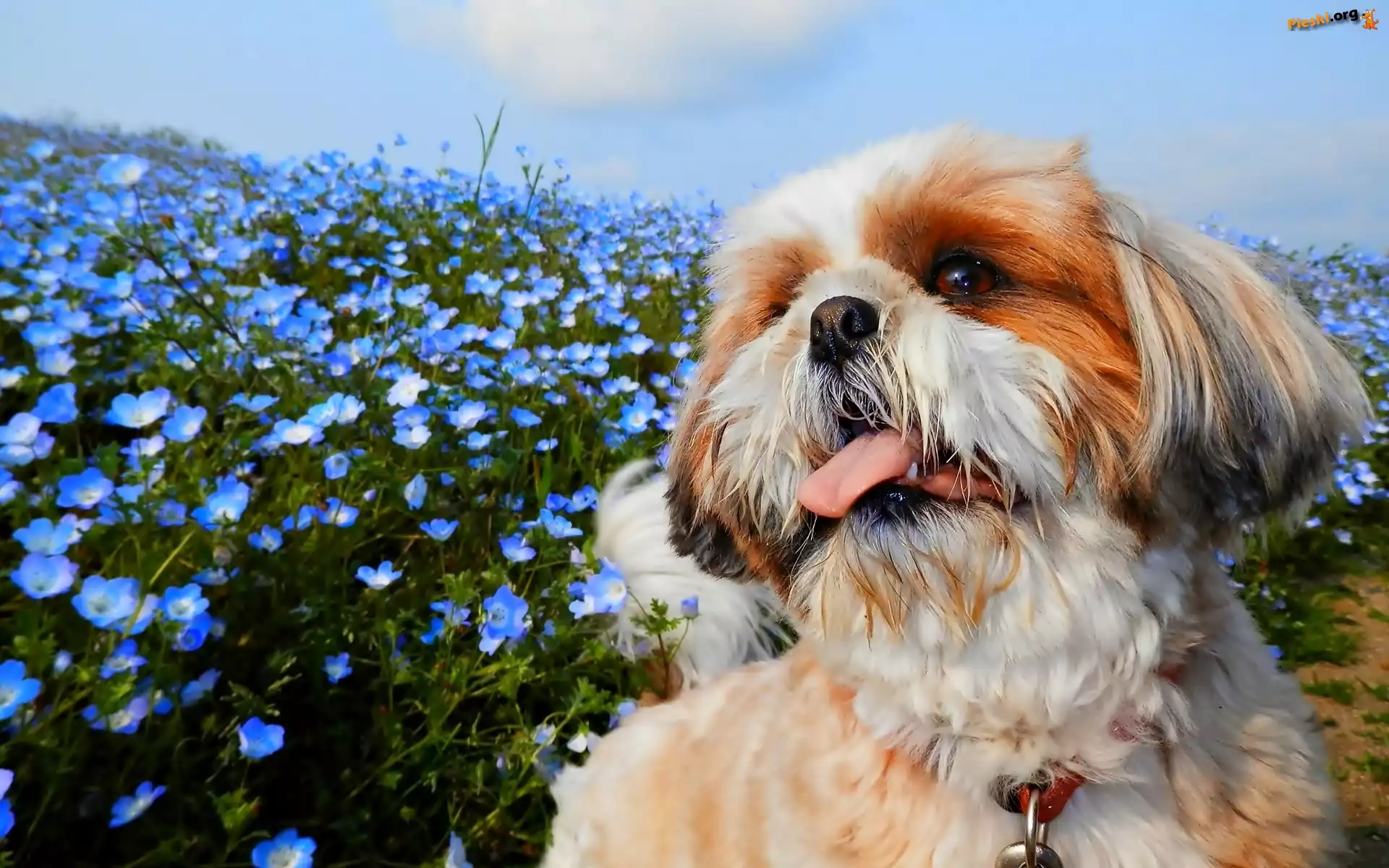 Niebieskie, Pies, Shih Tzu, Kwiaty