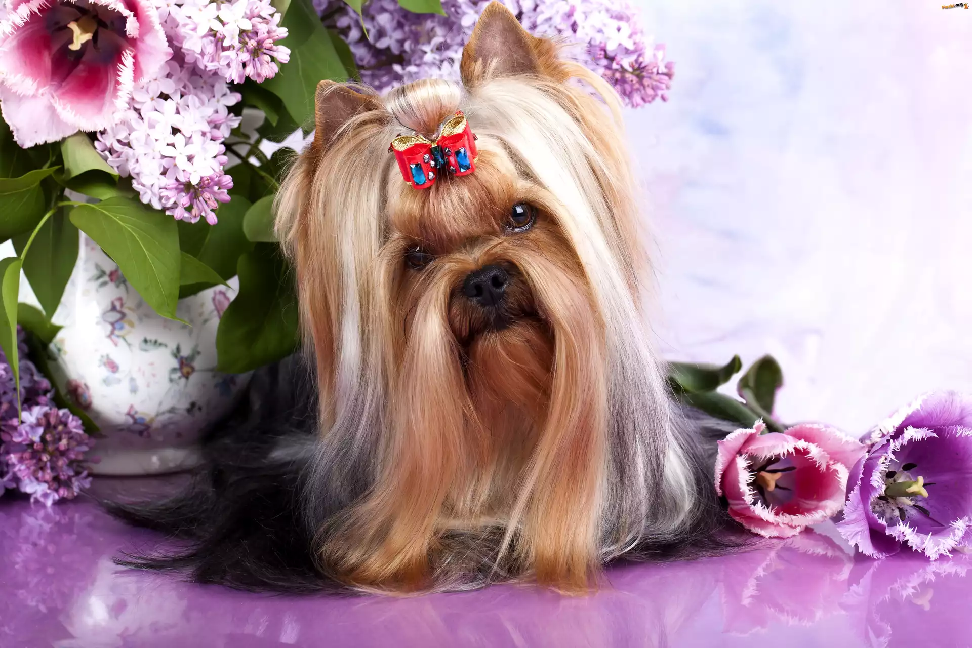 Wazon, Australian Silky Terrier, Kokardka, Kwiaty