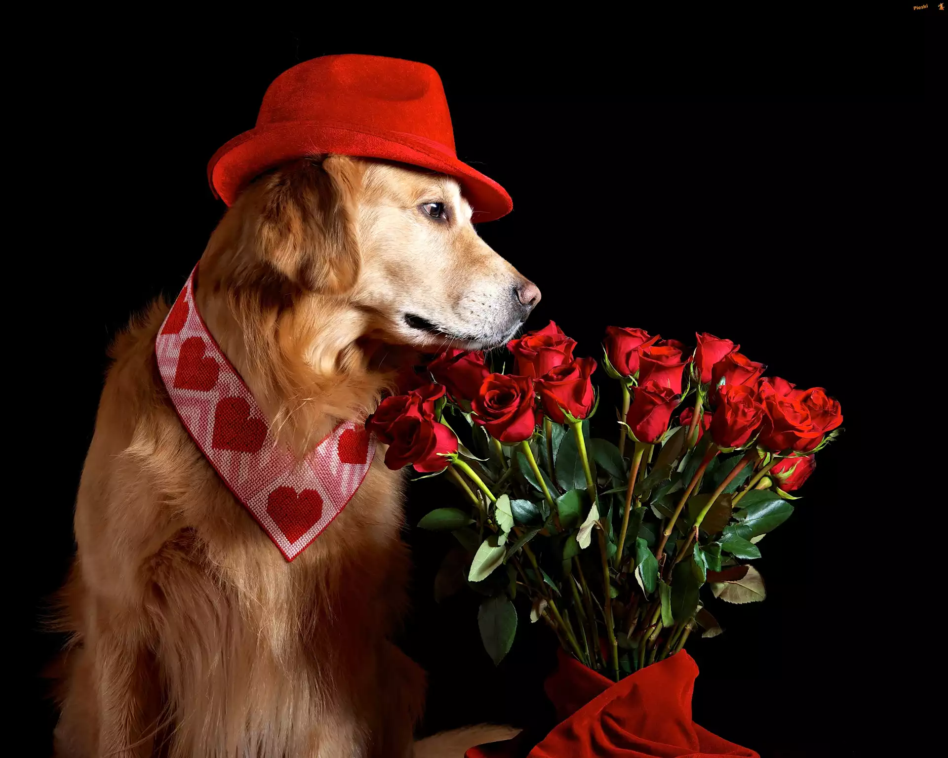 Bukiet, Golden retriever, Pies, Kapelusz, Róże