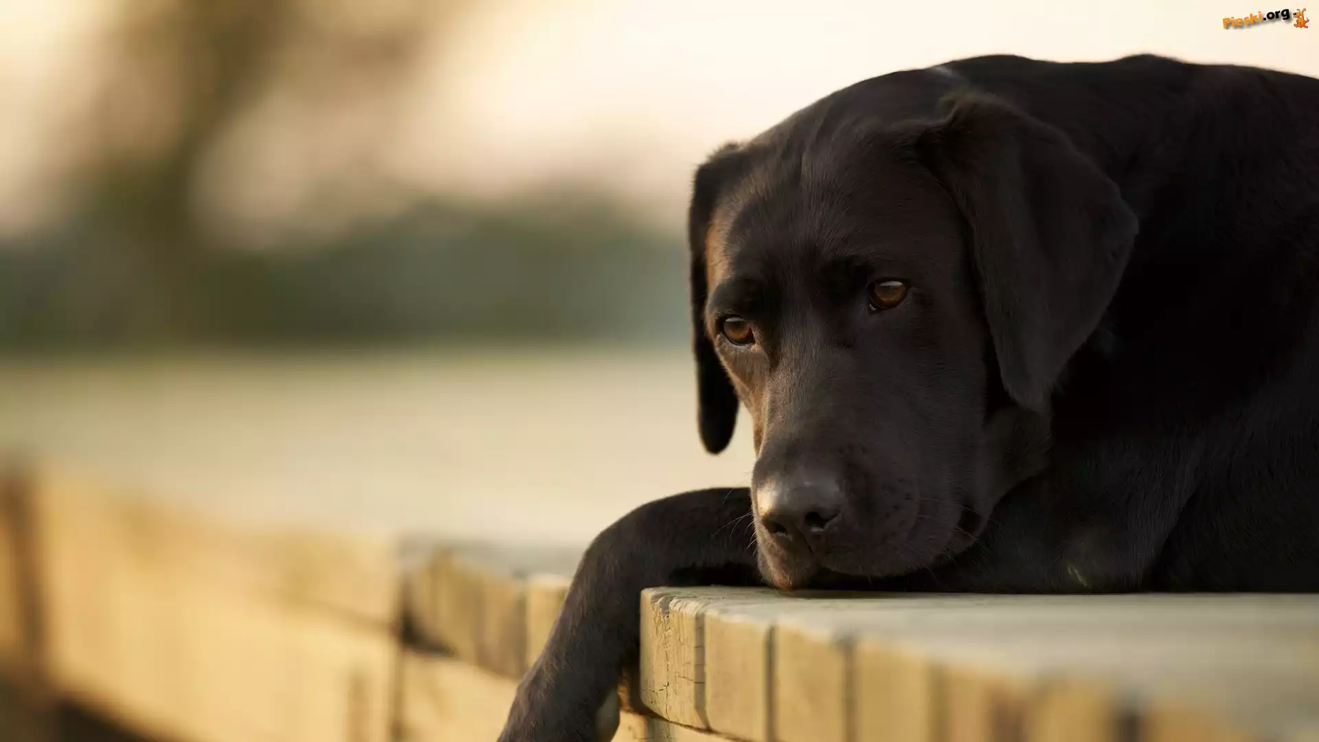 Smutny, Labrador