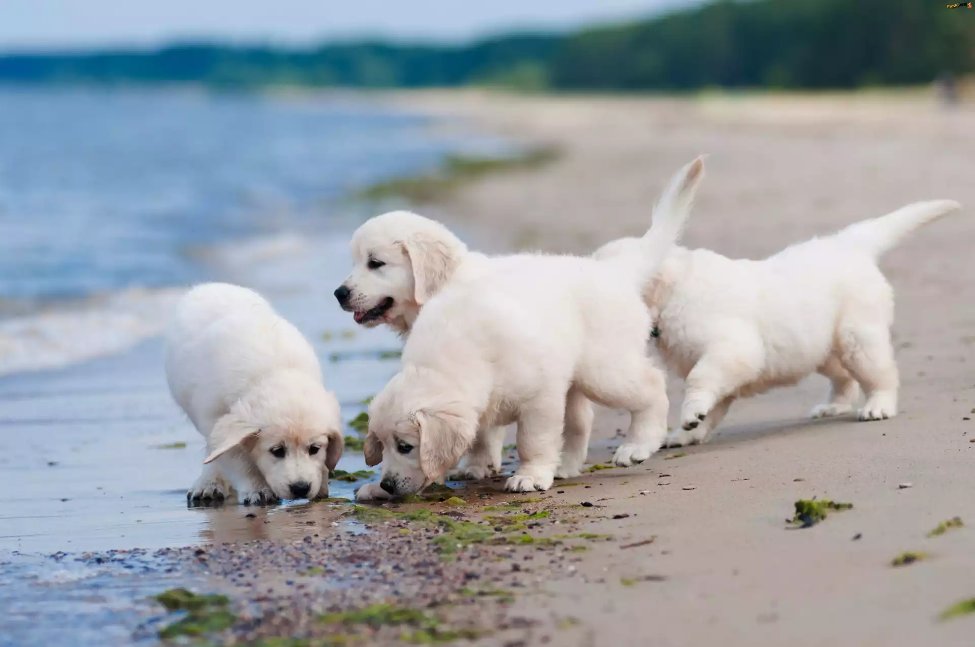 Plaża, Golden, Szczeniaczki, Retriever, Wybrzeże