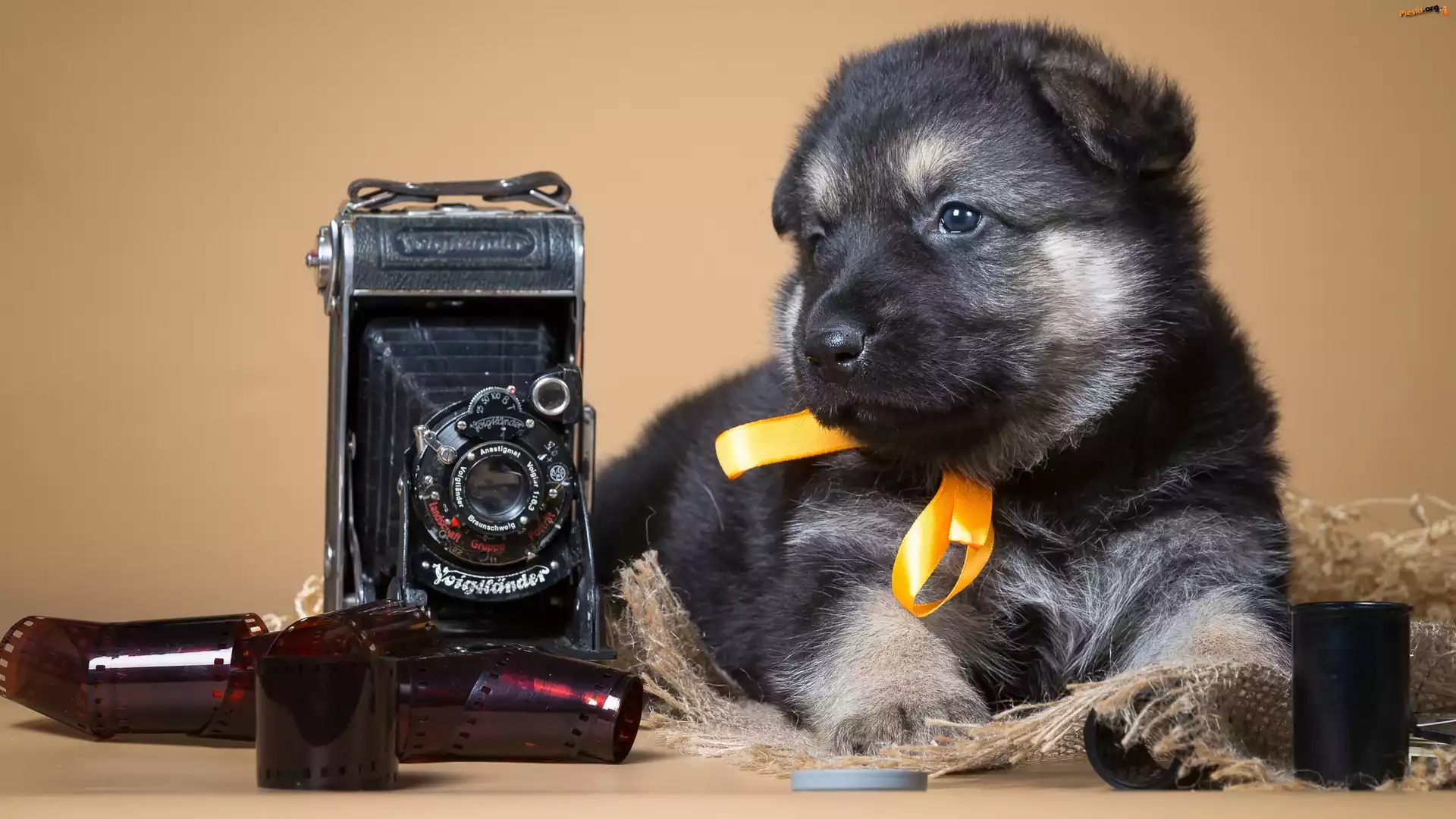 Fotograficzny, Szczeniaczek, Retro, Niemiecki, Owczarek, Aparat, Klisze