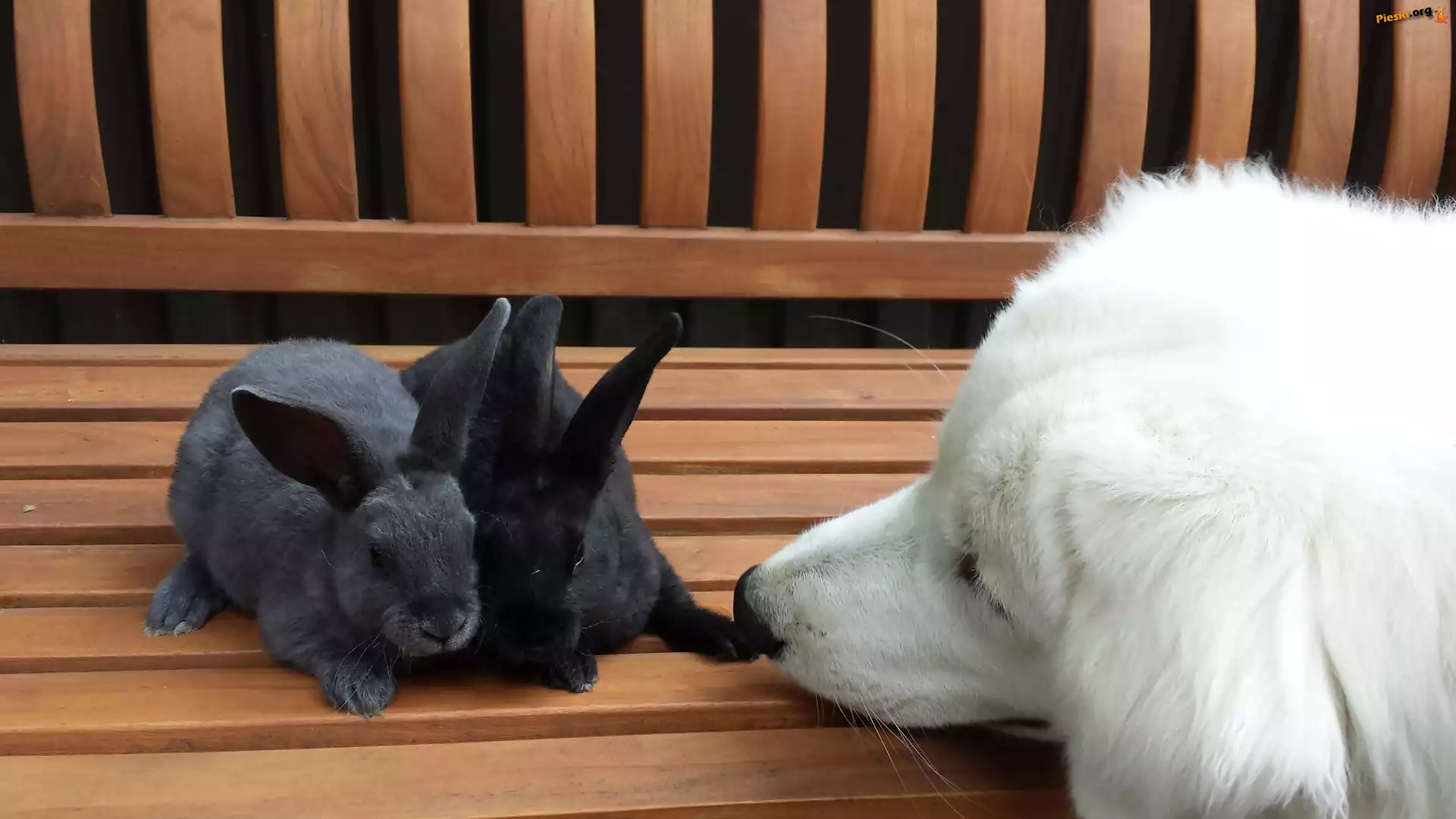 Słodkie, Retriever, Golden, Króliczki, Szczeniaczek, Ławka
