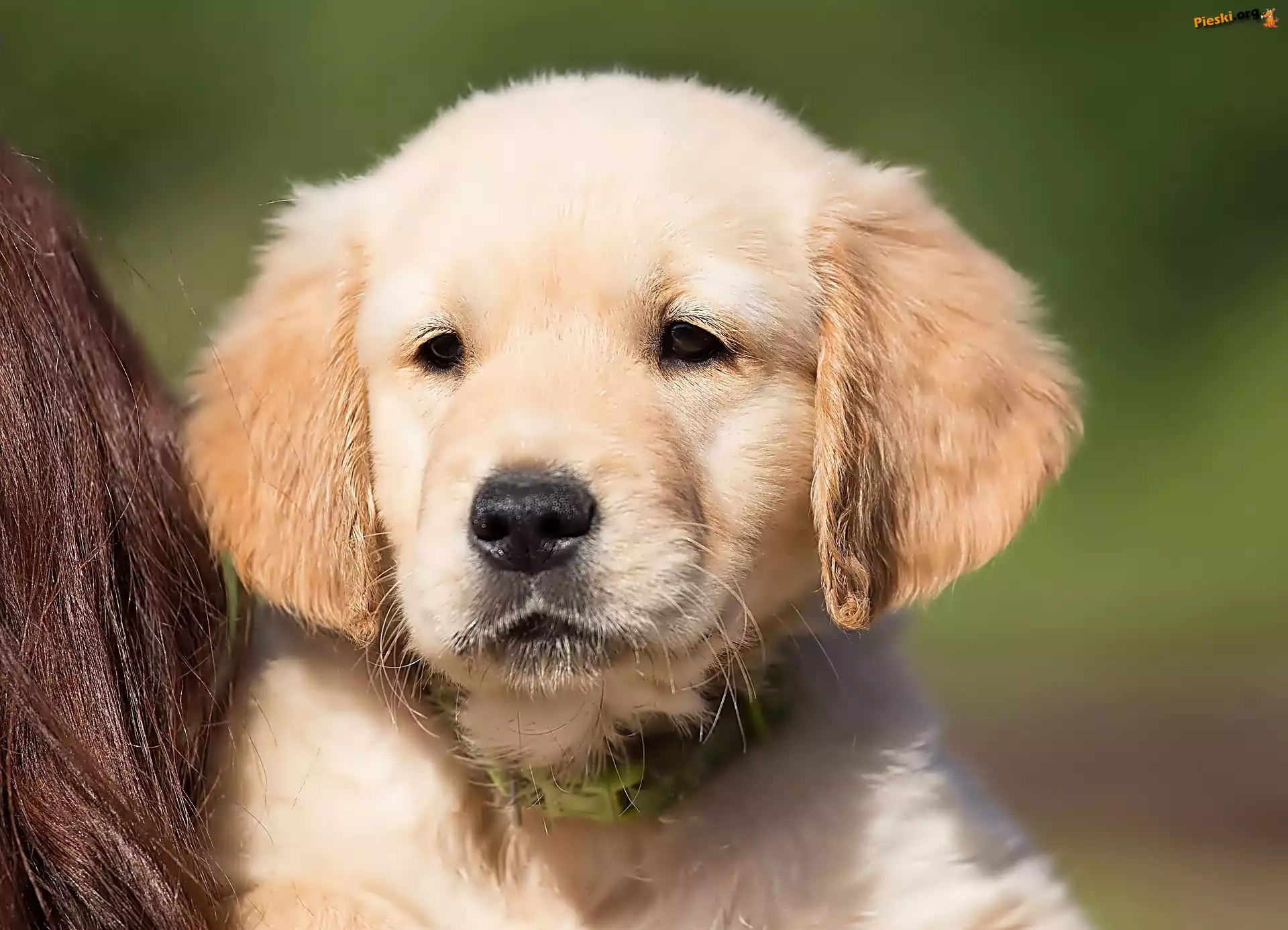 Golden, Retriever, Szczeniak