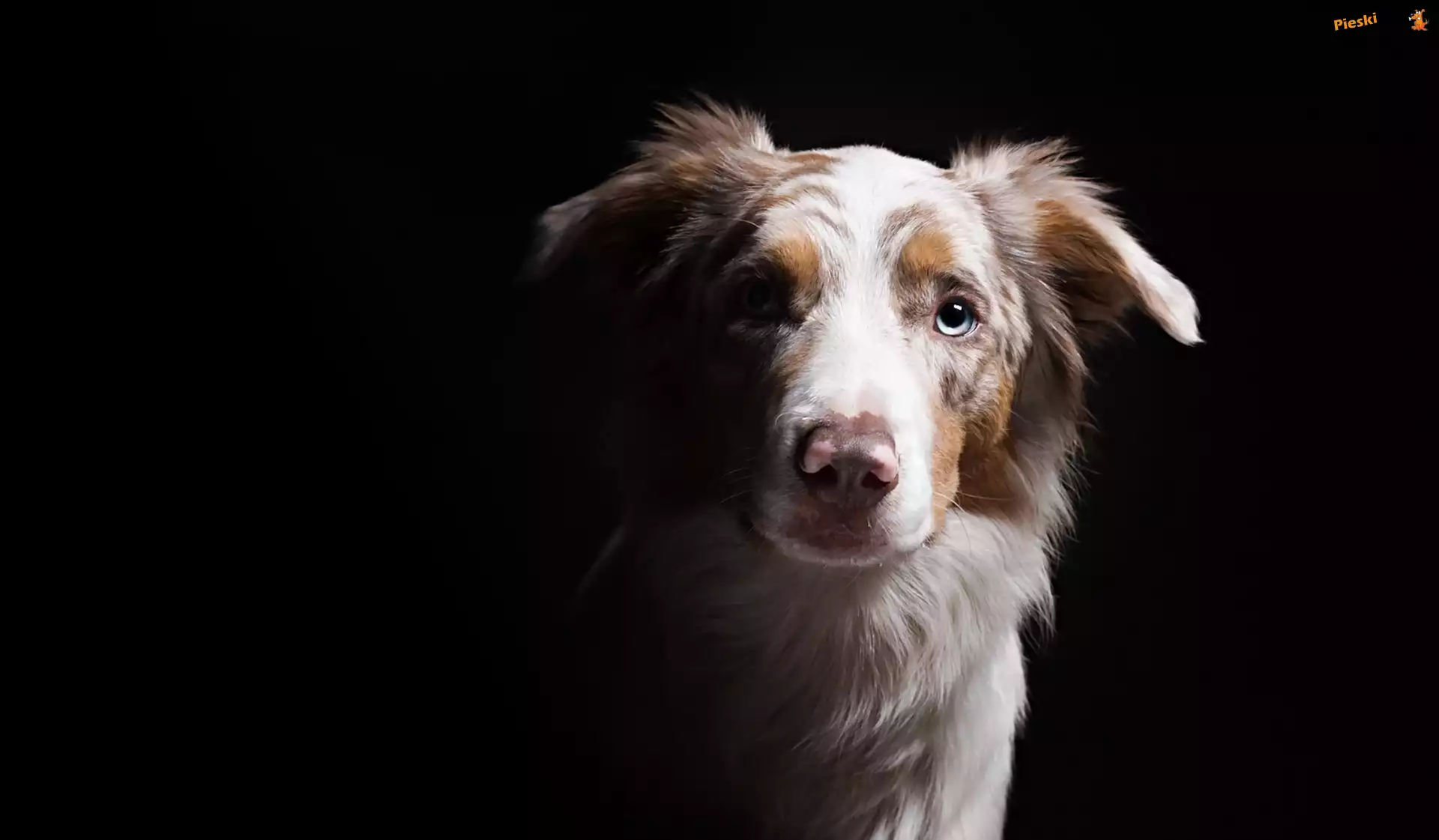 Owczarek australijski-australian shepherd