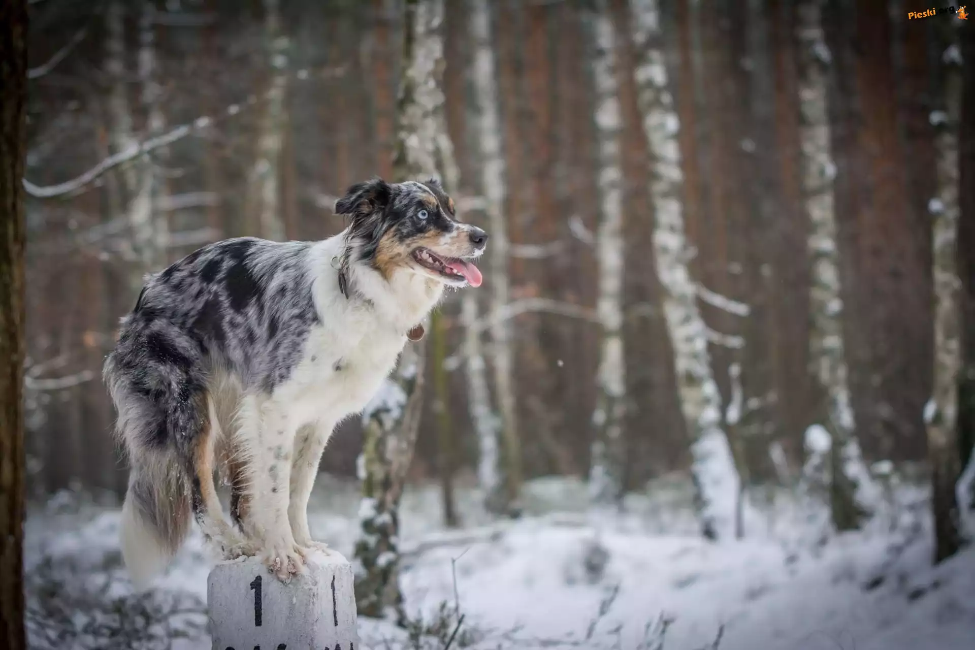Sztuczka, Słupek, Zima, Border Collie