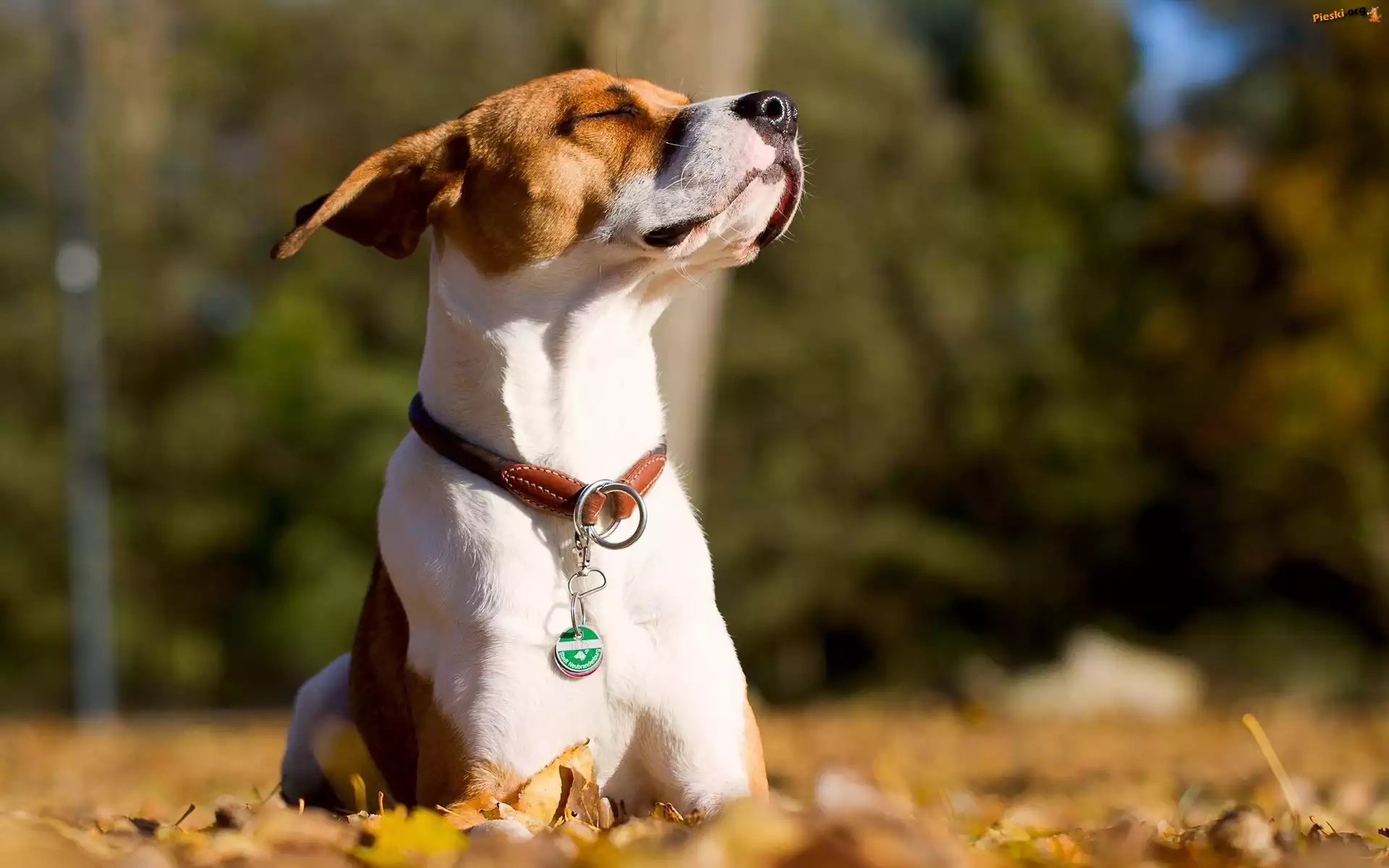 Jesień, Pies, Jack Russell, Liście